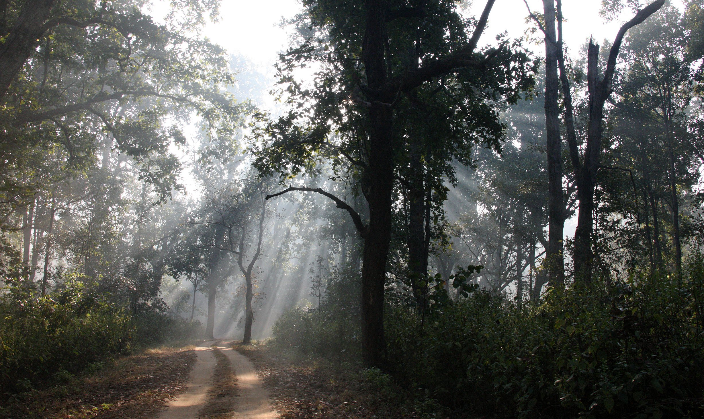 MADHYA PRADESH - KANHA NATIONAL PARK MADHYA PRADESH INDIA (31).JPG