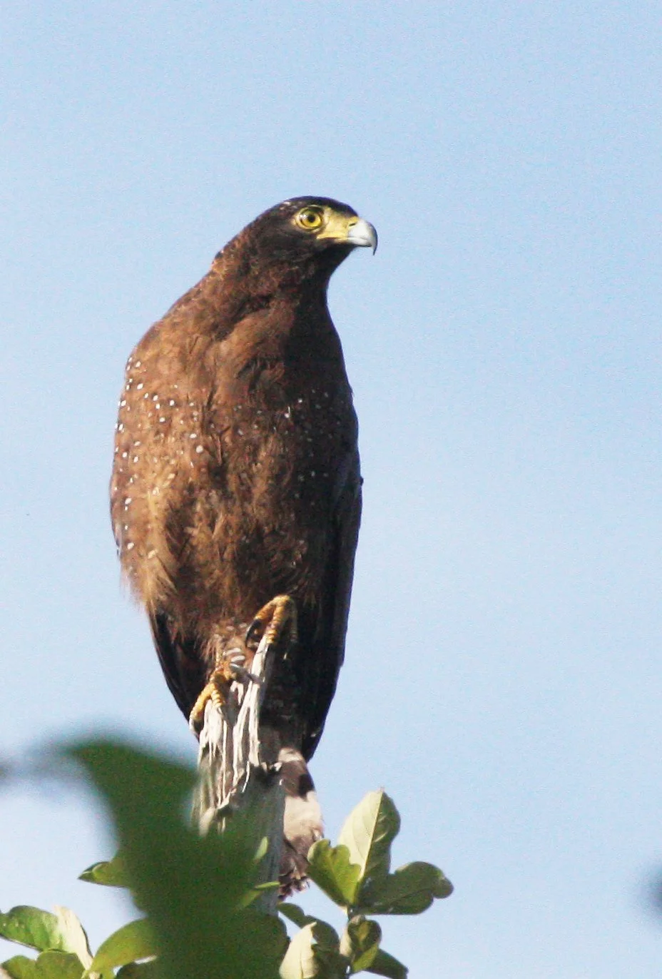 EAGLE - CRESTED SERPENT EAGLE - Spilornis cheela - HUAI KHA KHAENG THAILAND (23).JPG