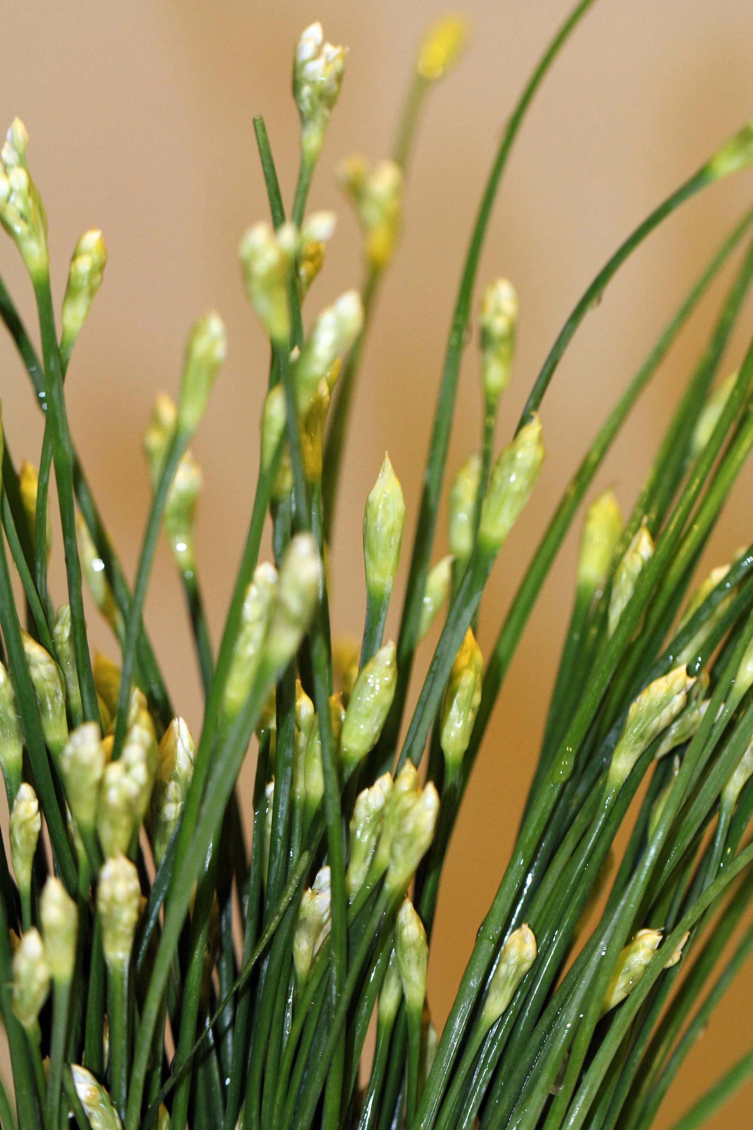 2013 - BANGKOK OCTOBER 2013 (45).JPG