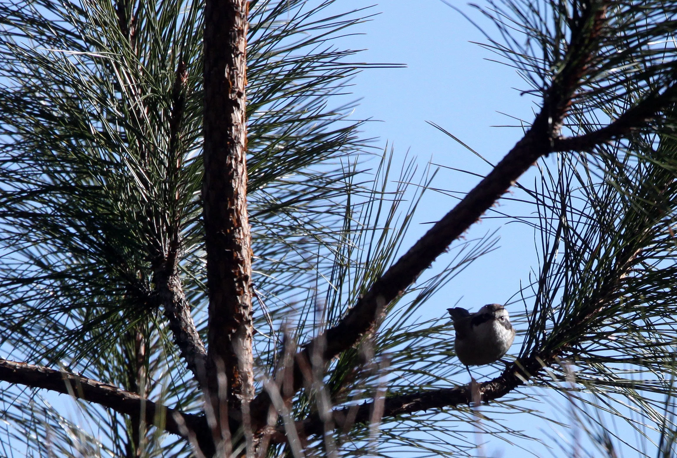 BIRD - FULVETTA - WHITE-BROWED FULVETTA - ALCIPPE VINIPECTUS - LIJIANG HIGHLANDS YUNNAN CHINA (8).JPG