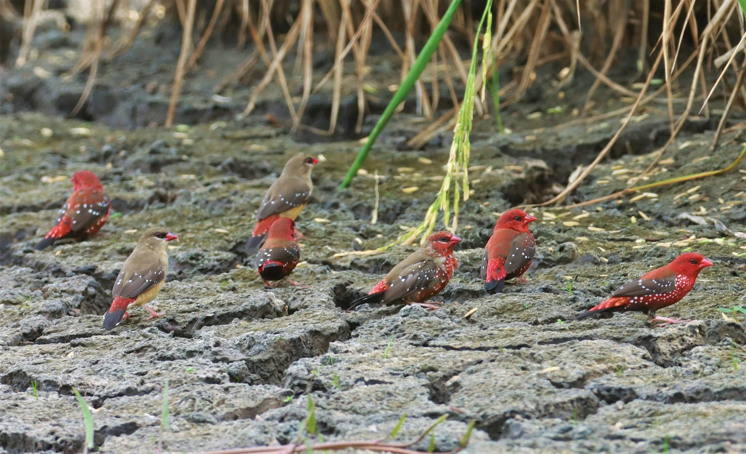RED AVADAVAT - Amandava amandava - LAT KRABANG THAP YAO RICEFIELDS August 25, 2021 (48).jpg