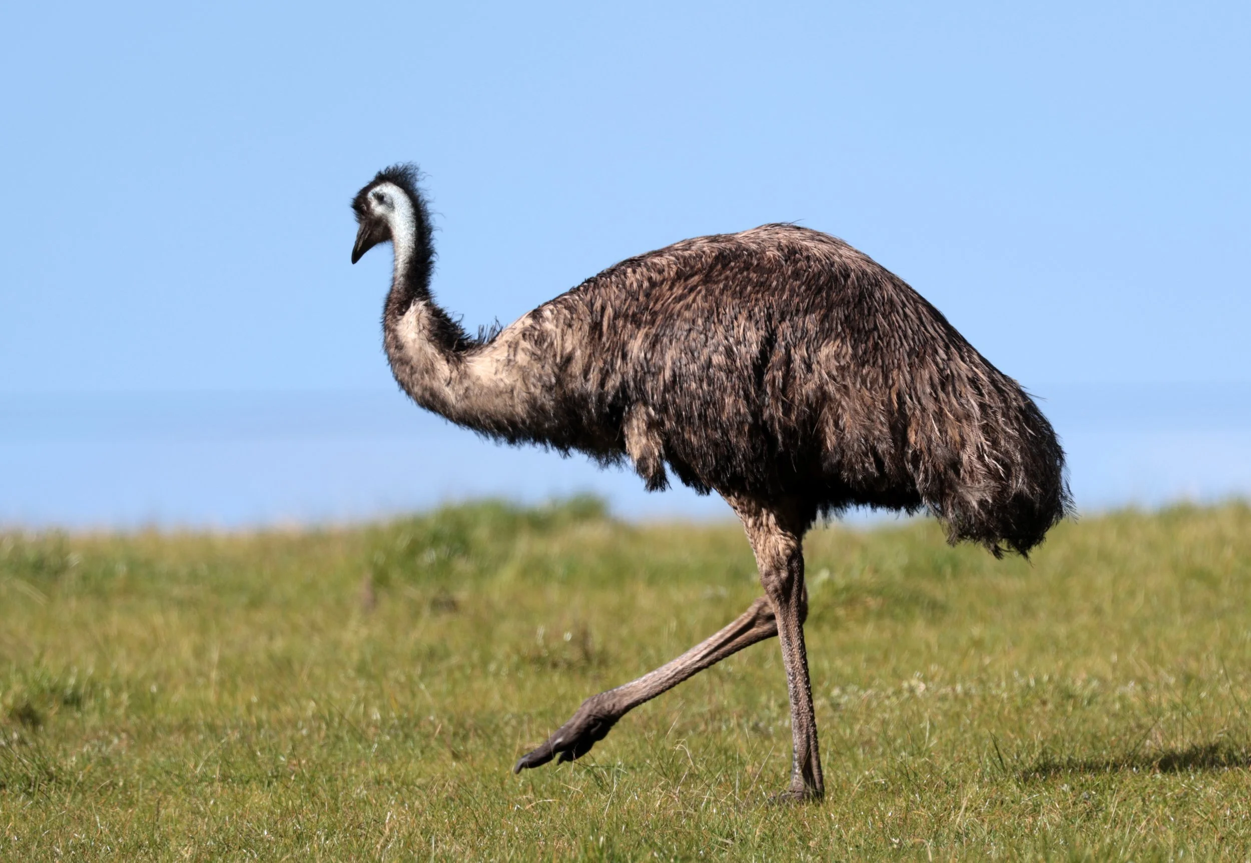 Emu (Dromaius novaehollandiae) Mt Frankland NP - Western Australia (4).jpg