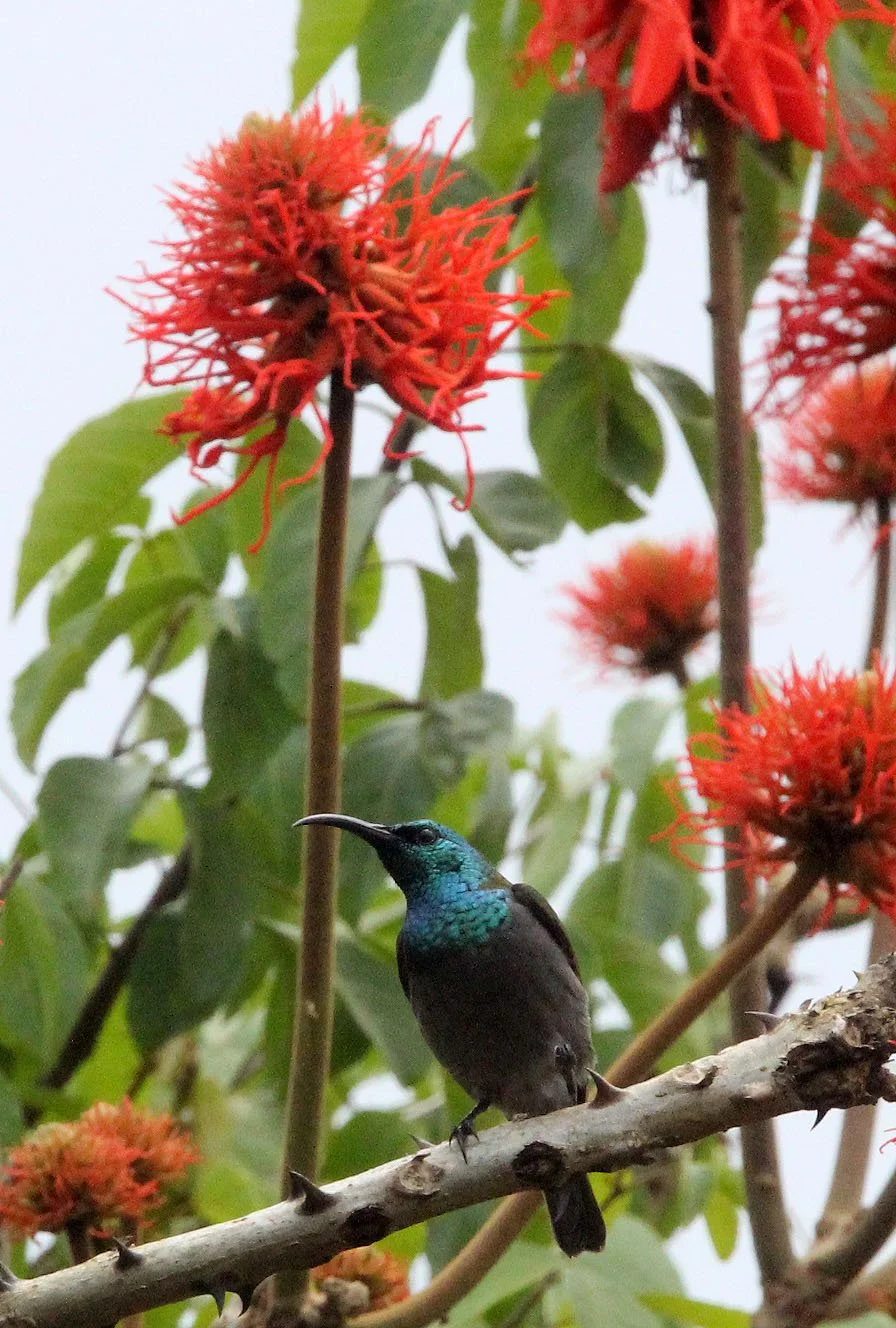 Purple-banded Sunbird - Cinnyris bifasciatus - KIBALE NATIONAL PARK UGANDA (1) - Copy.JPG