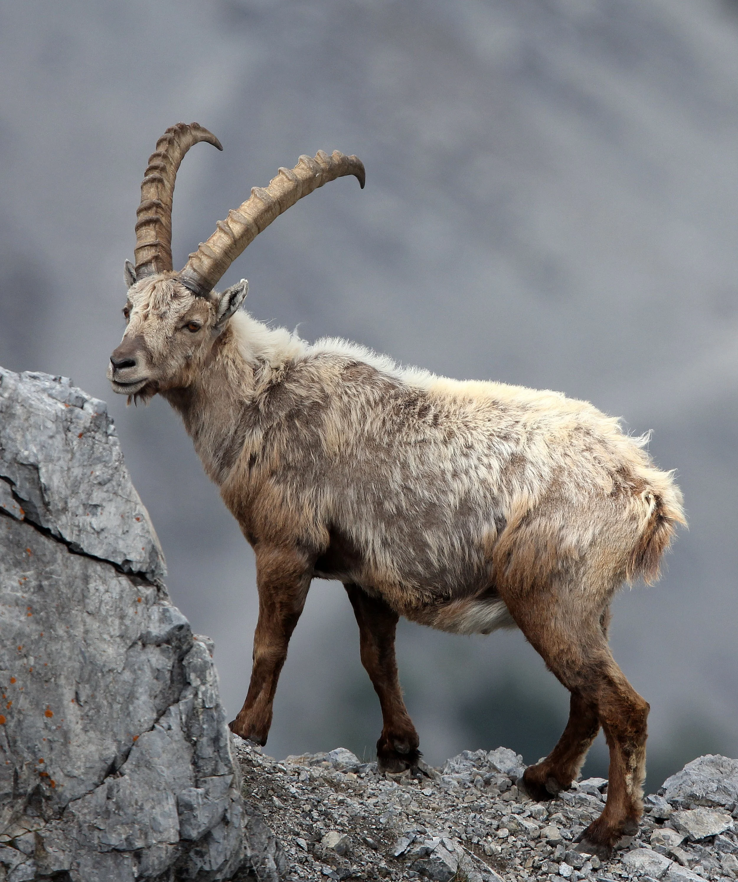 IBEX - ALPINE IBEX - Capra ibex - STELVIO NATIONAL PARK ITALY (132).JPG
