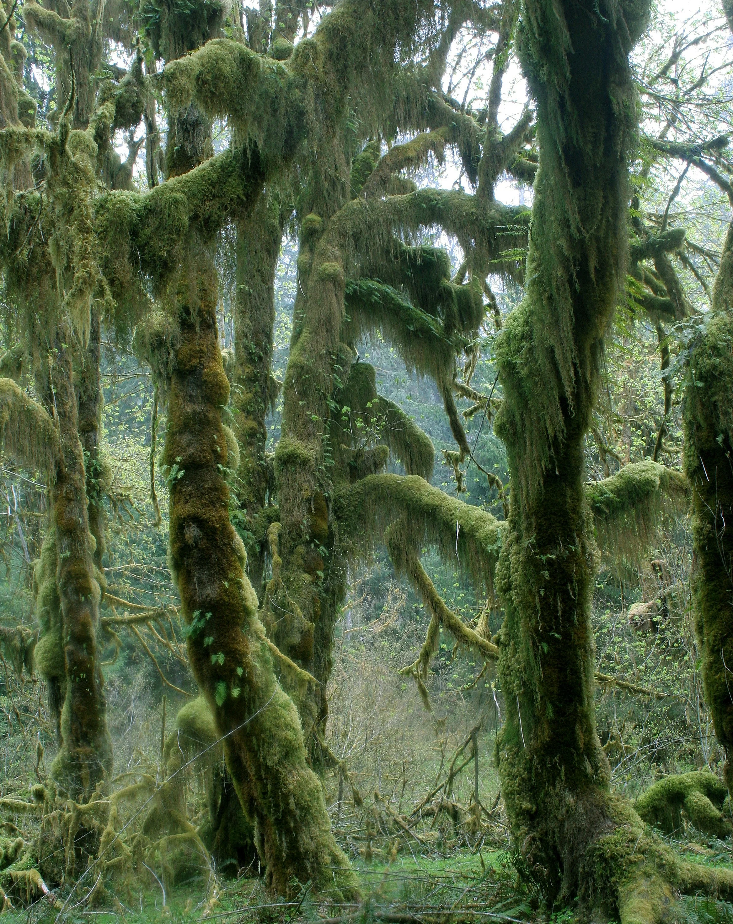 HOH RIVER VALLEY - HALL OF MOSSES (46).JPG