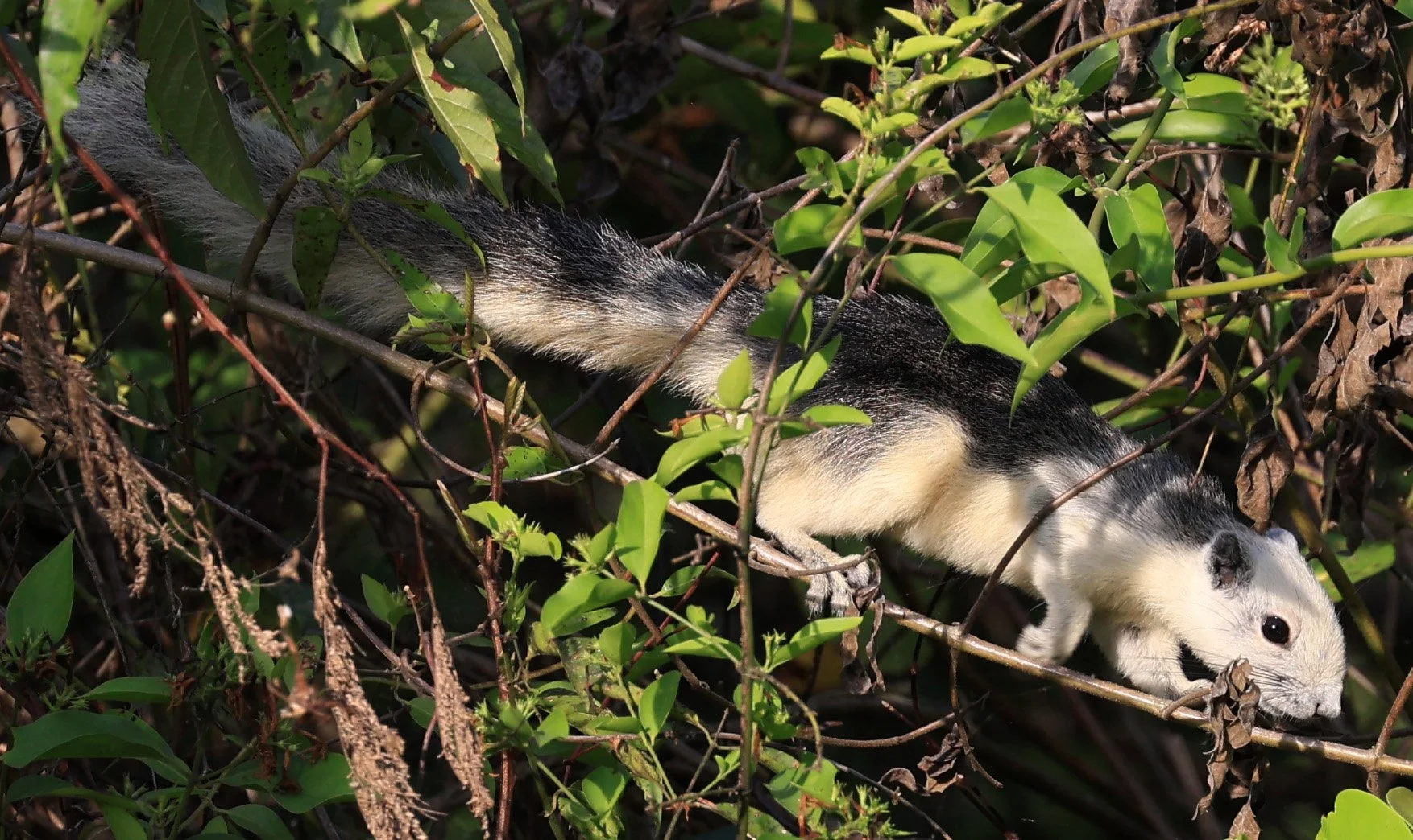 Finlayson's squirrel (Callosciurus finlaysonii bocourti) Khao Yai National Park Feb 2026