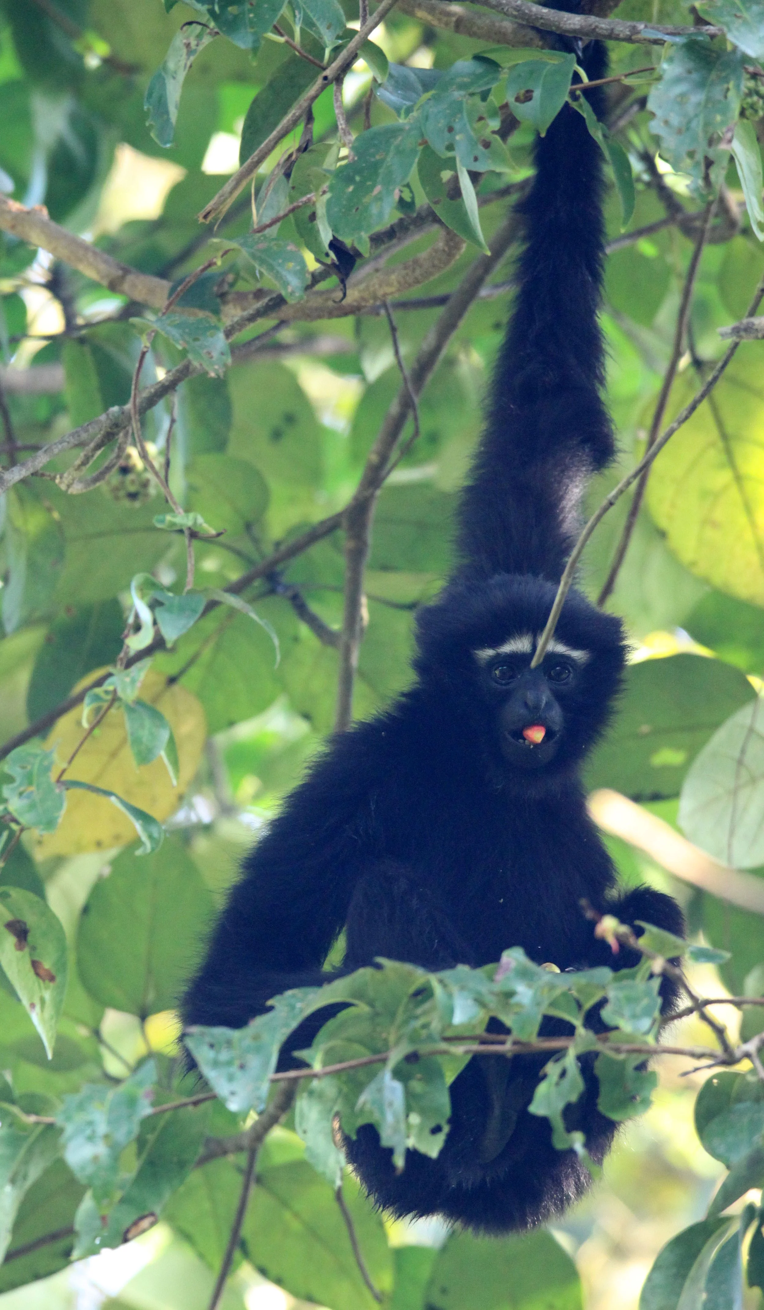 HYLOBATIDAE - Hoolock hoolock - WESTERN HOOLOCK'S GIBBON - WILD GIBBON SANCTUARY ASSAM INDIA (203).JPG