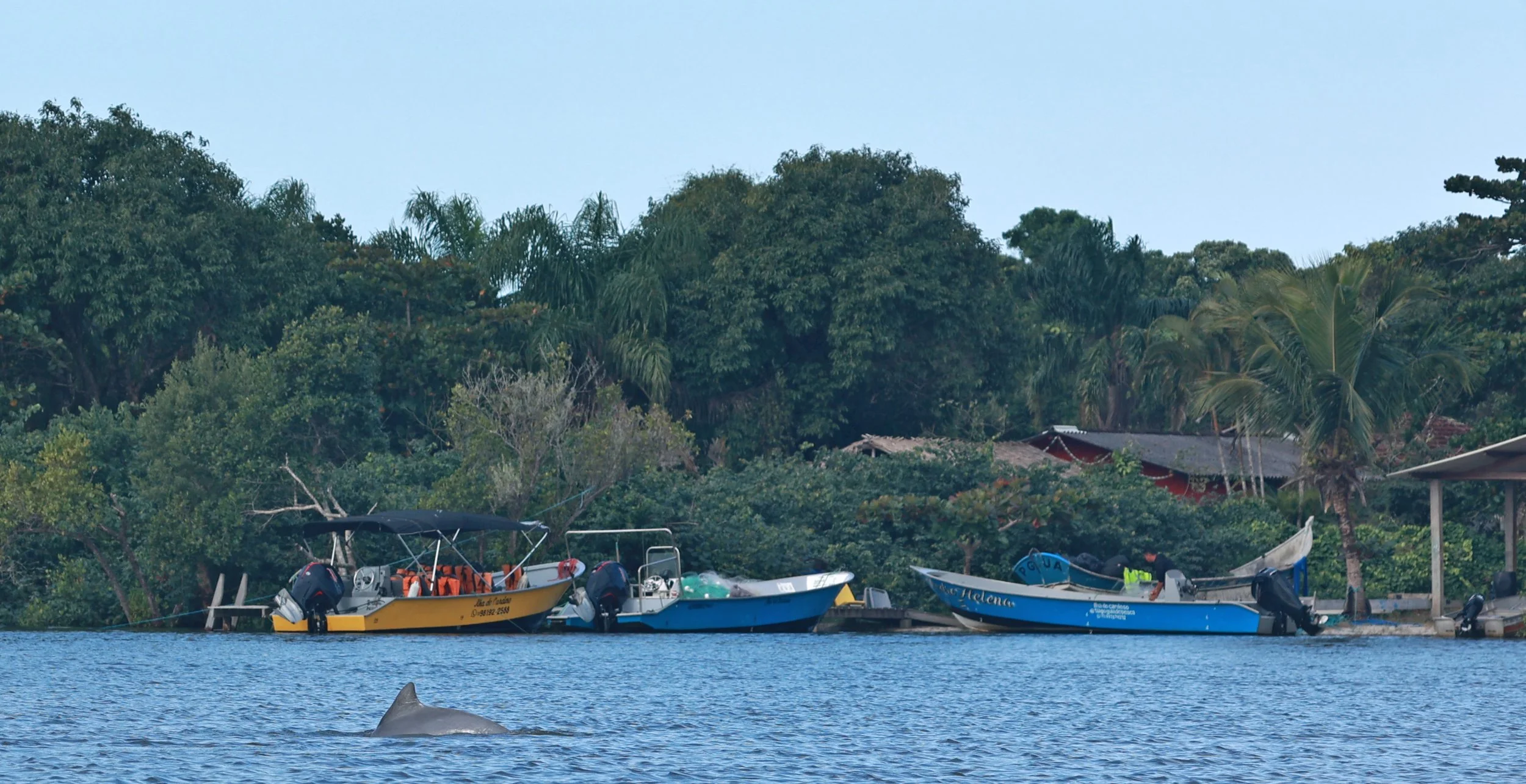 Guiana Dolphin (Sotalia guianensis) Superagüi National Park, Brazil