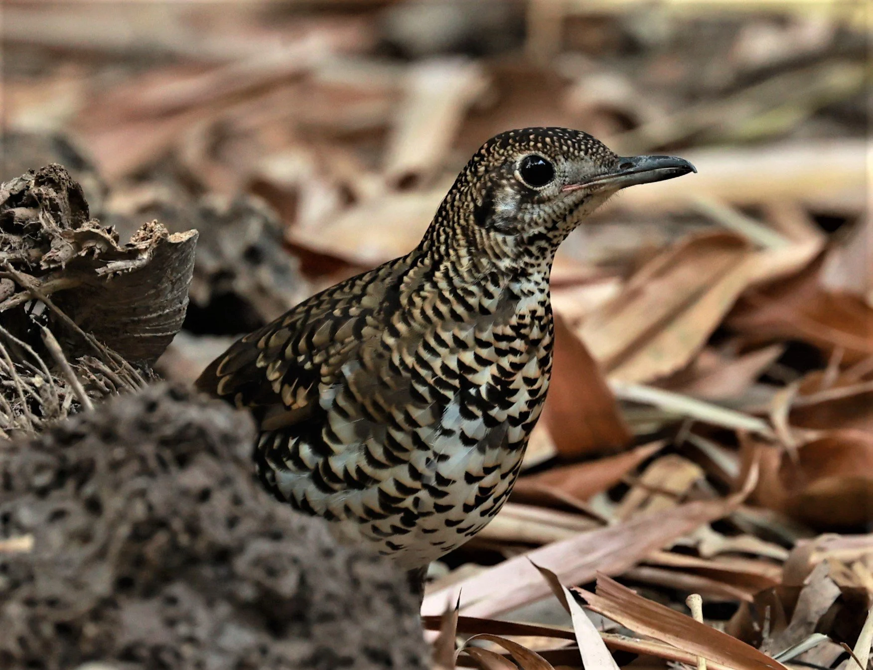 White's Thrush (Zoothera aurea) Putthamonthon Park Nakhon Pathom Thailand (189).jpg
