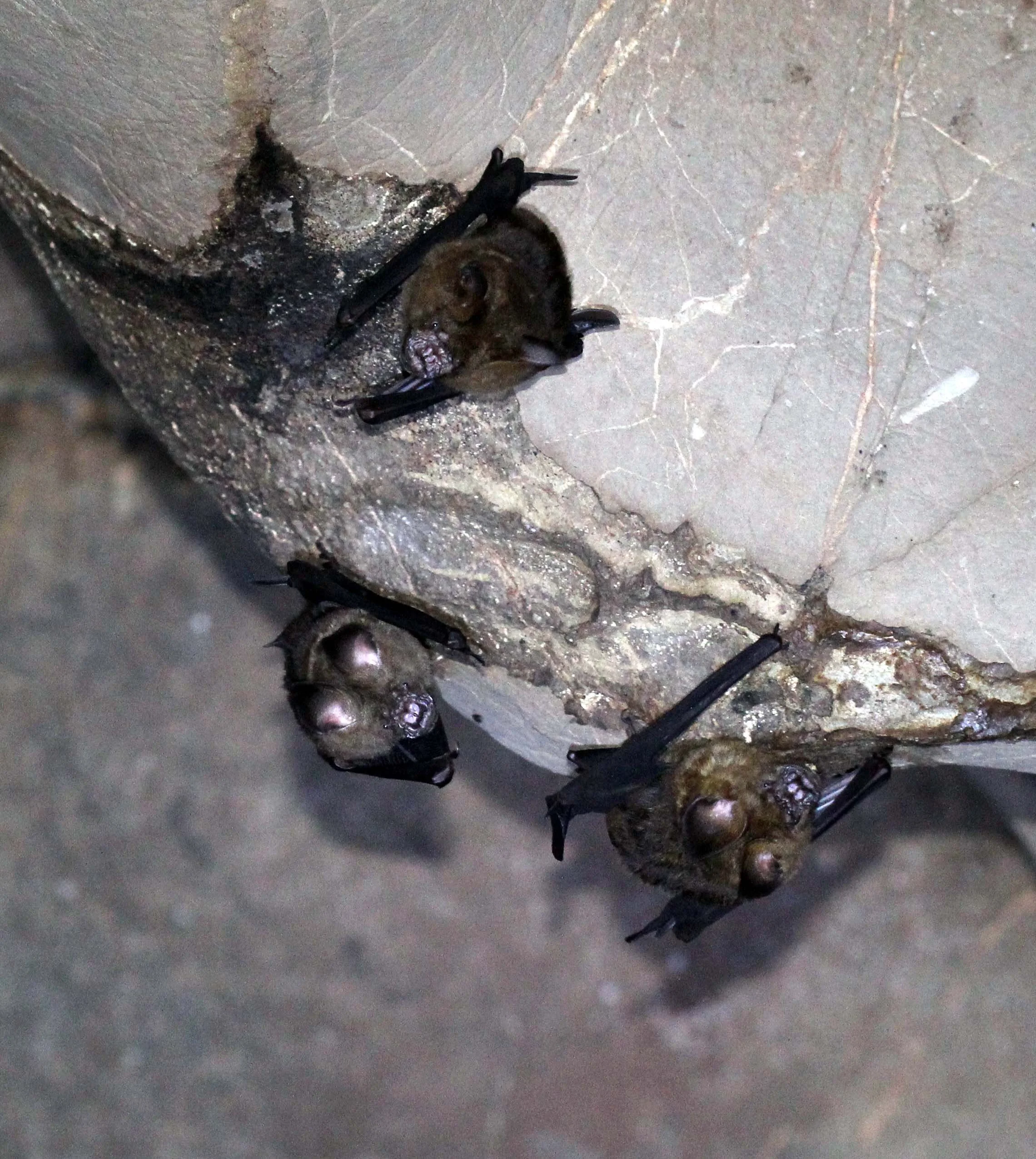 ROUNDLEAF BAT - GREAT ROUNDLEAF BAT - Hipposideros armiger - NAMTHALU - KHAO SOK NATIONAL PARK - SURATTHANI (24).JPG