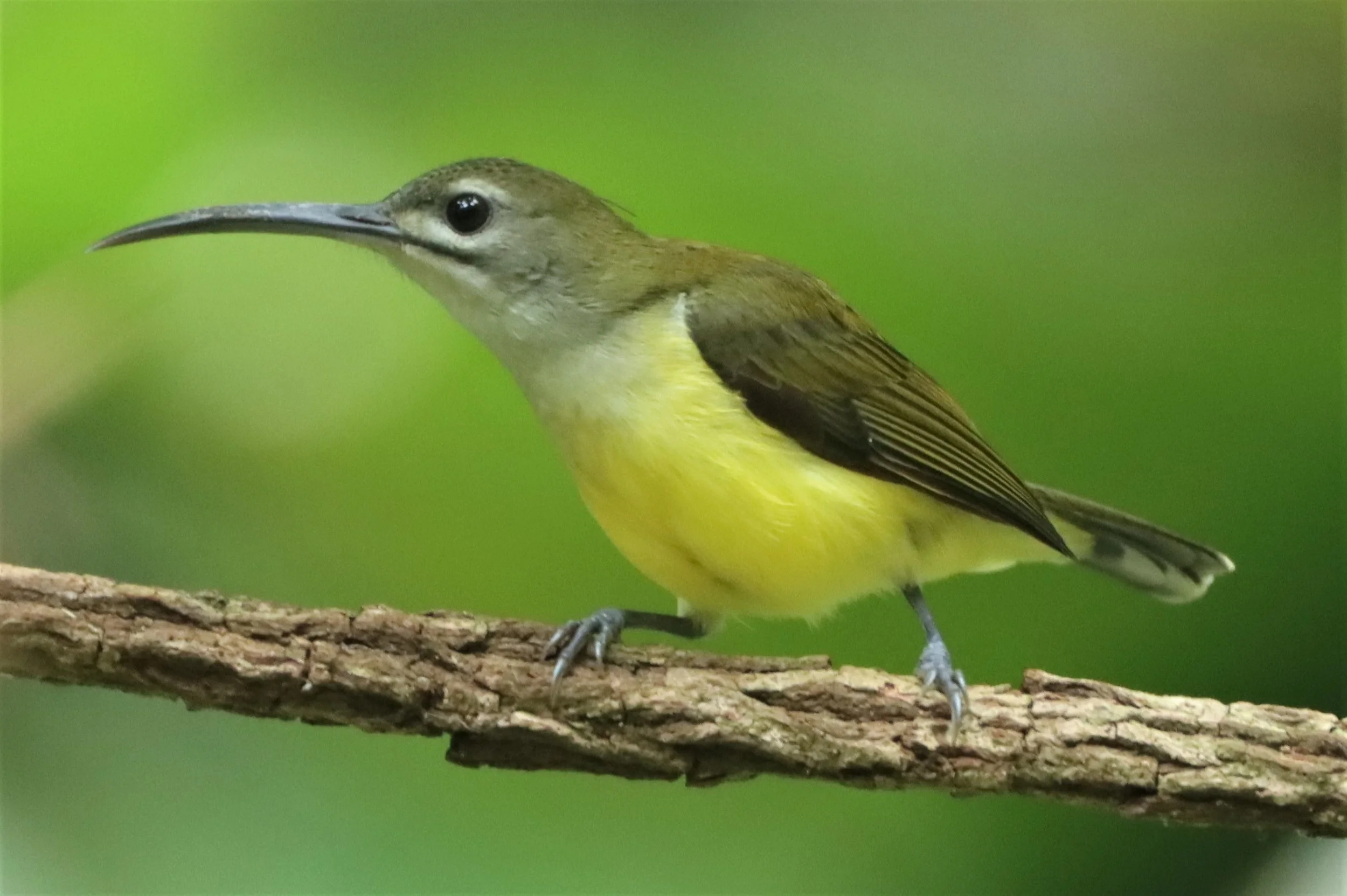 SPIDERHUNTER - LITTLE SPIDERHUNTER - Arachnothera longirostra - DOI INTHANON JULY 2 2021 (3).jpg