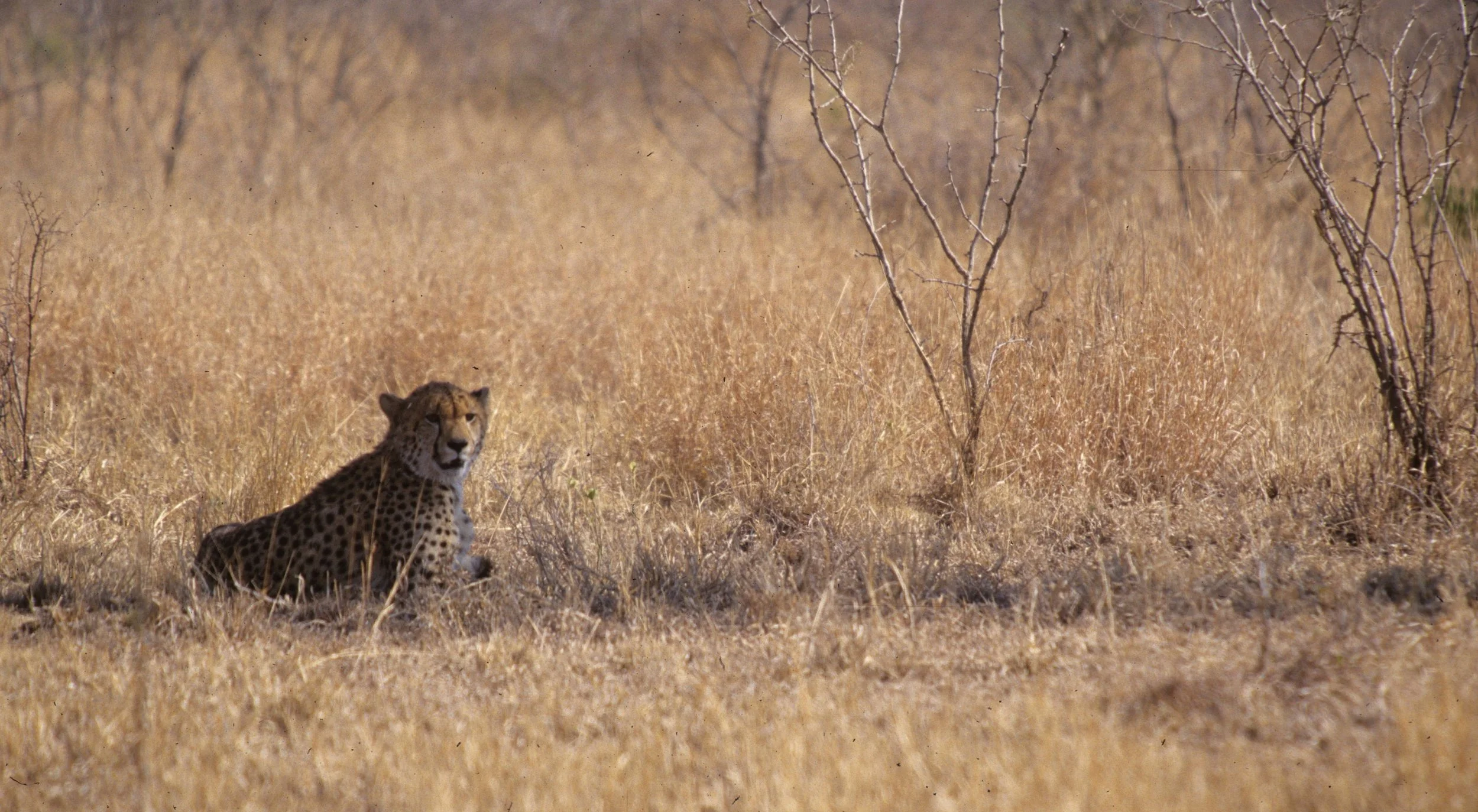 FELID - CHEETAH - KRUGER (31).jpg
