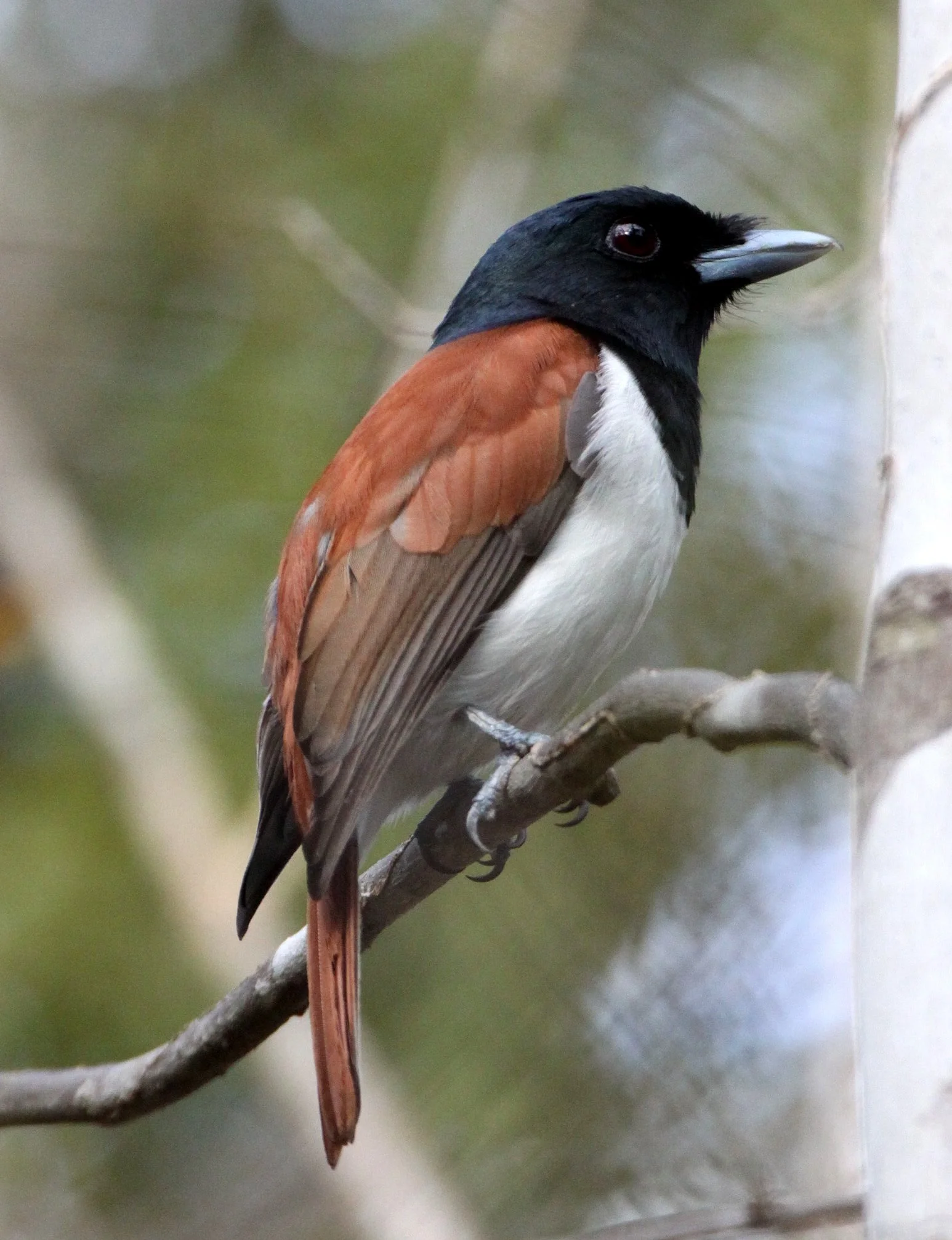 Schetba rufa - Rufous Vanga - Kirindy National Park, Madagascar (7).JPG