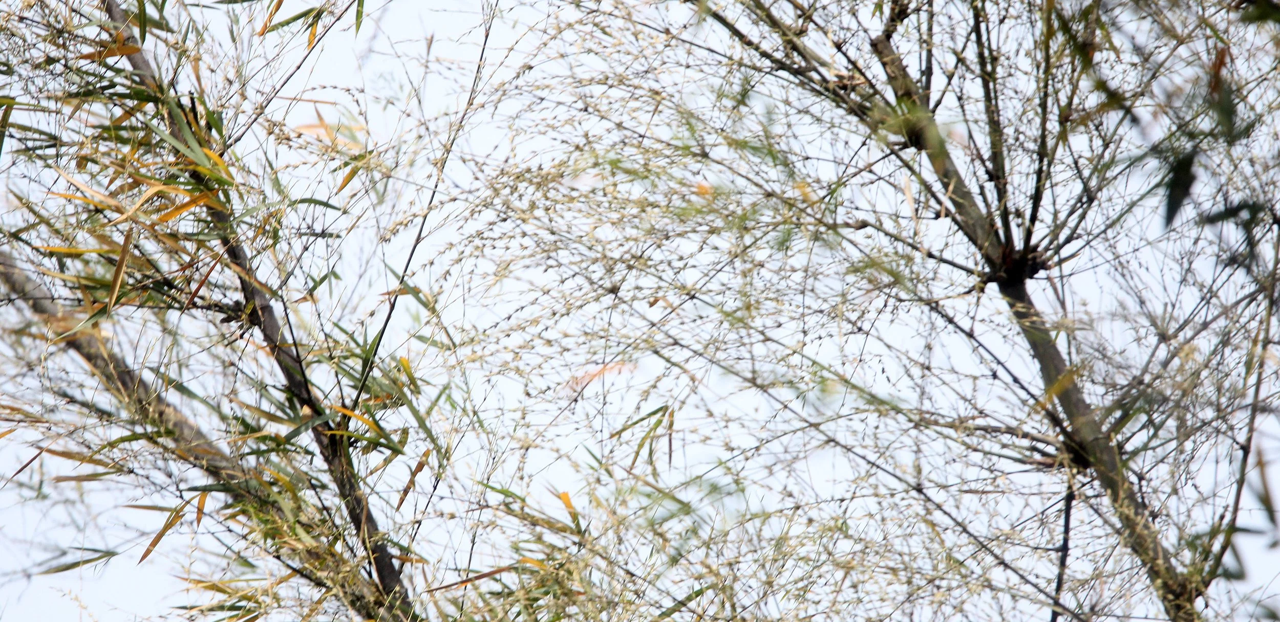 INDIRA GANDHI TOPSLIP NATIONAL PARK, TAMIL NADU INDIA (10).JPG