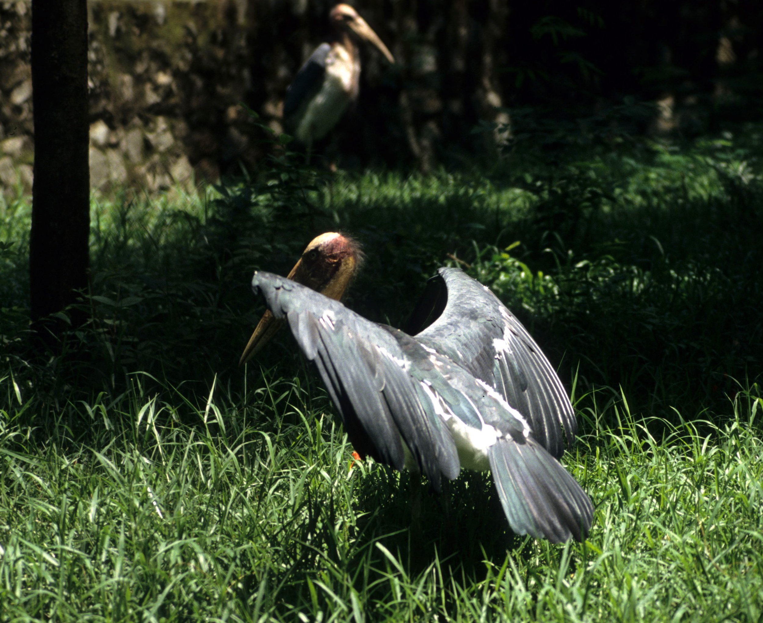 BIRD - STORK - LESSER ADJUTANT - VIET NAM (2).jpg