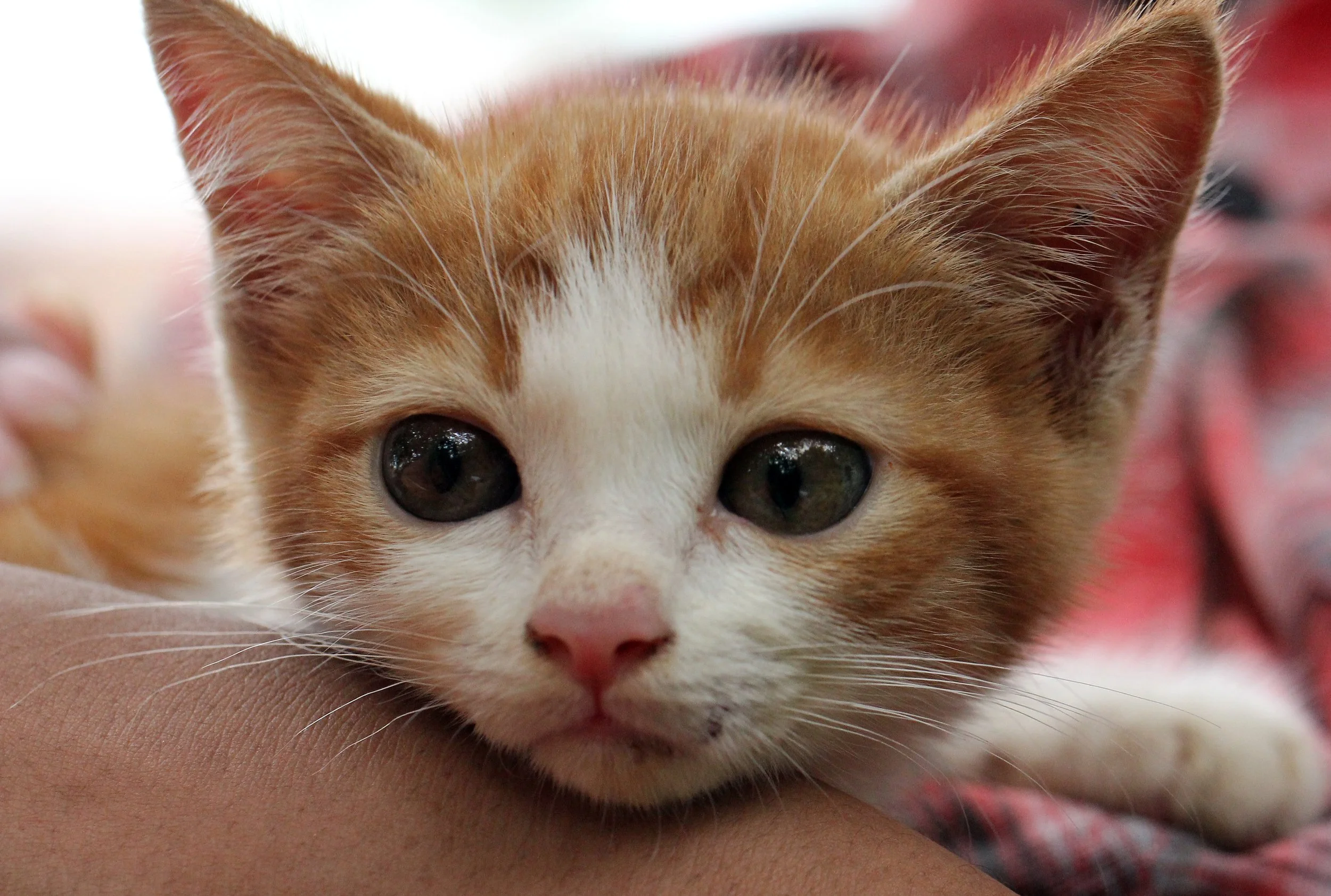 2015 Koh Lanta Summer Misc Images (1028).JPG