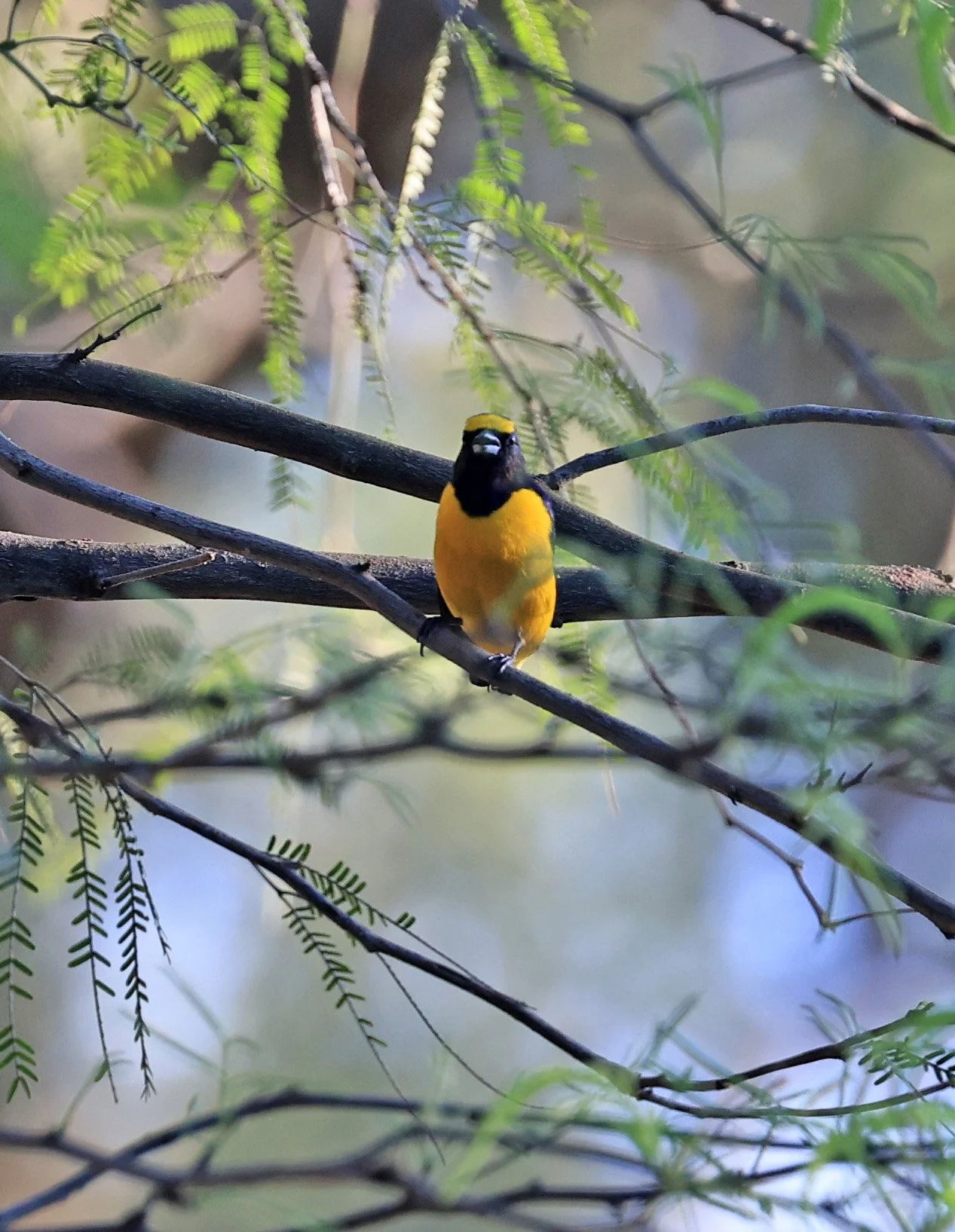 Purple-throated Euphonia (Euphonia chlorotica) Estancia Campo'i Paraguay (10).jpg