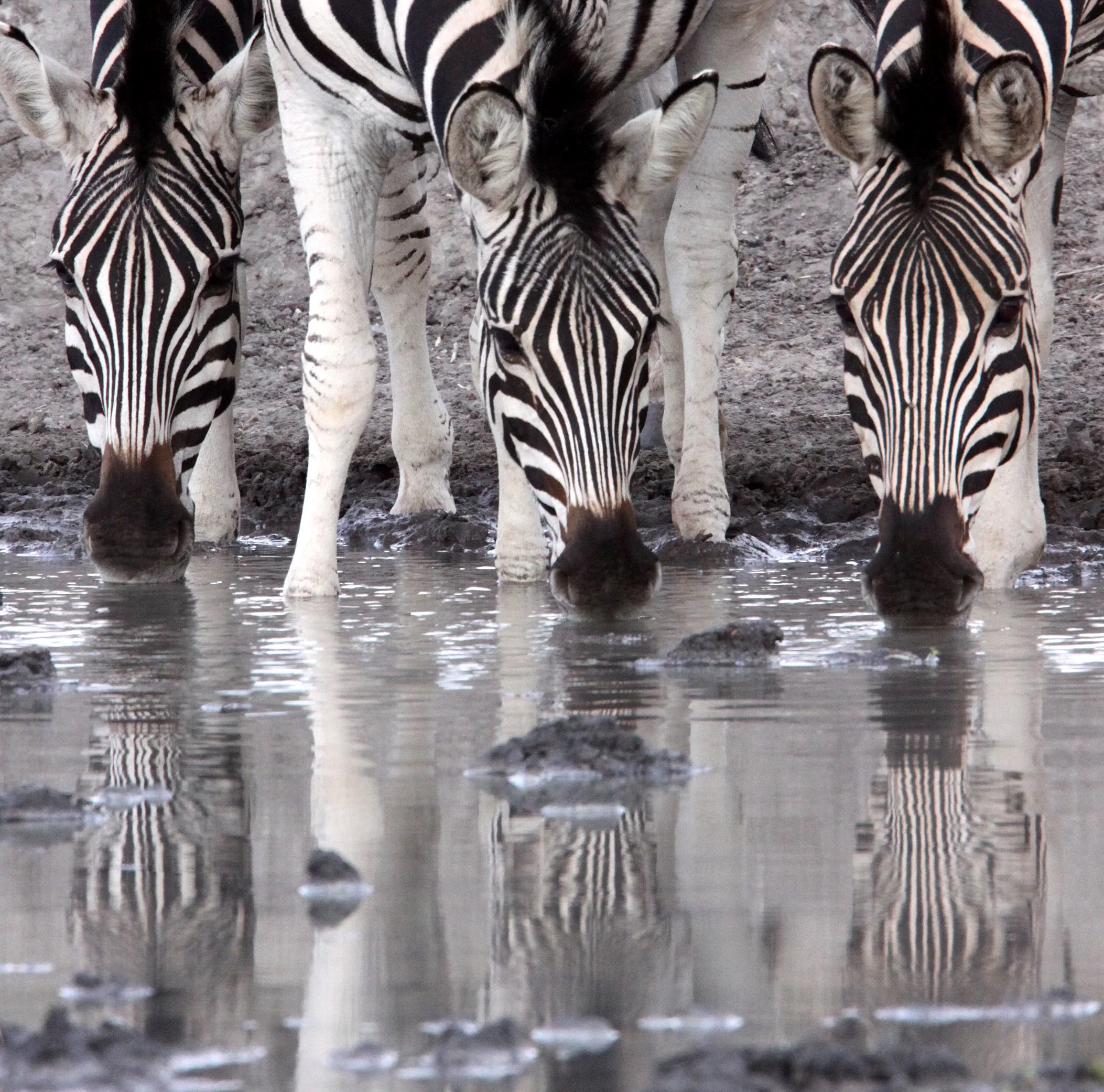 Equus quagga burchellii - BURCHELL'S (DAMARALAND) - IMFOLOZI NATIONAL PARK SOUTH AFRICA (35).JPG