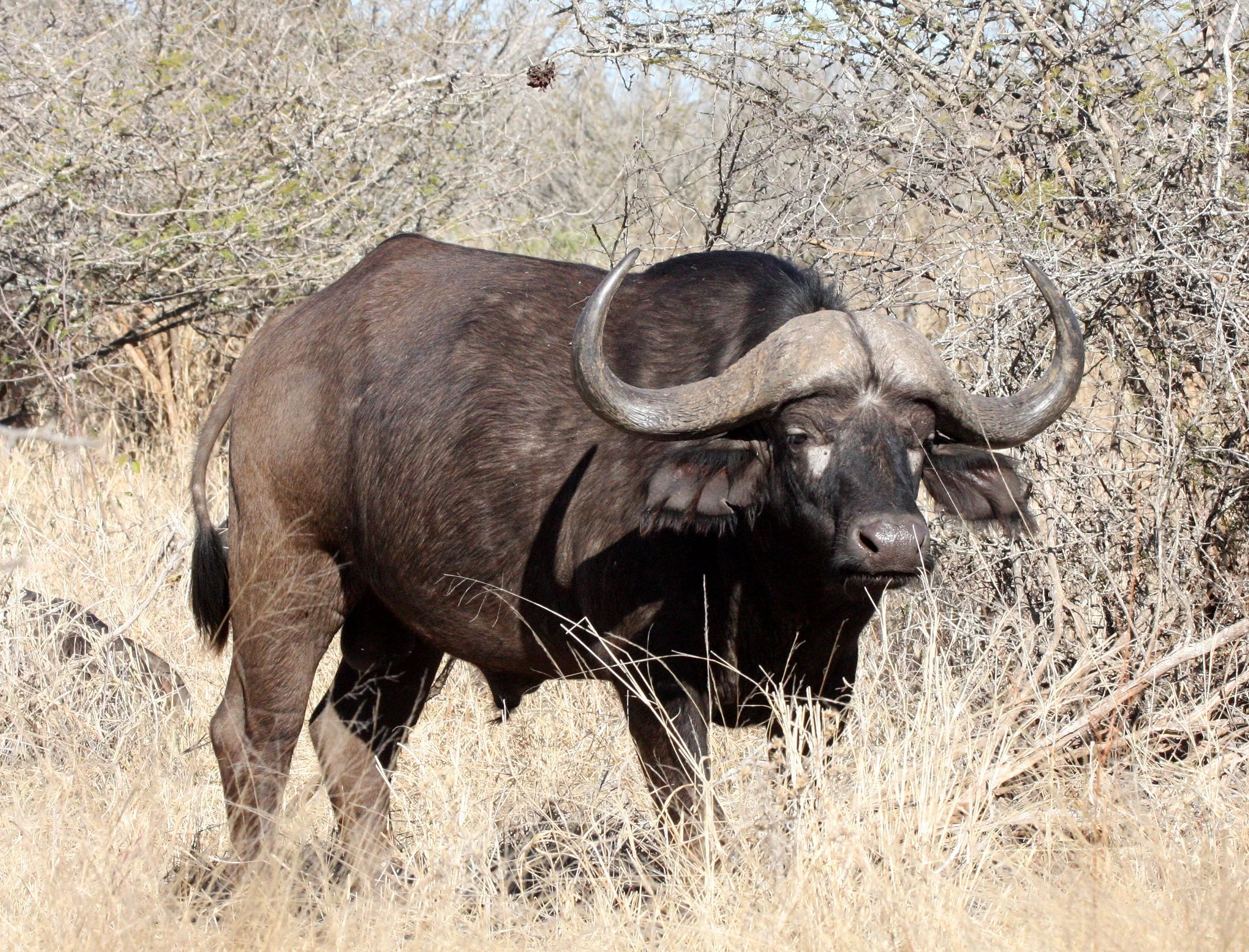 BUFFALO - CAPE BUFFALO - Syncerus caffer - KRUGER NATIONAL PARK SOUTH AFRICA (39).JPG