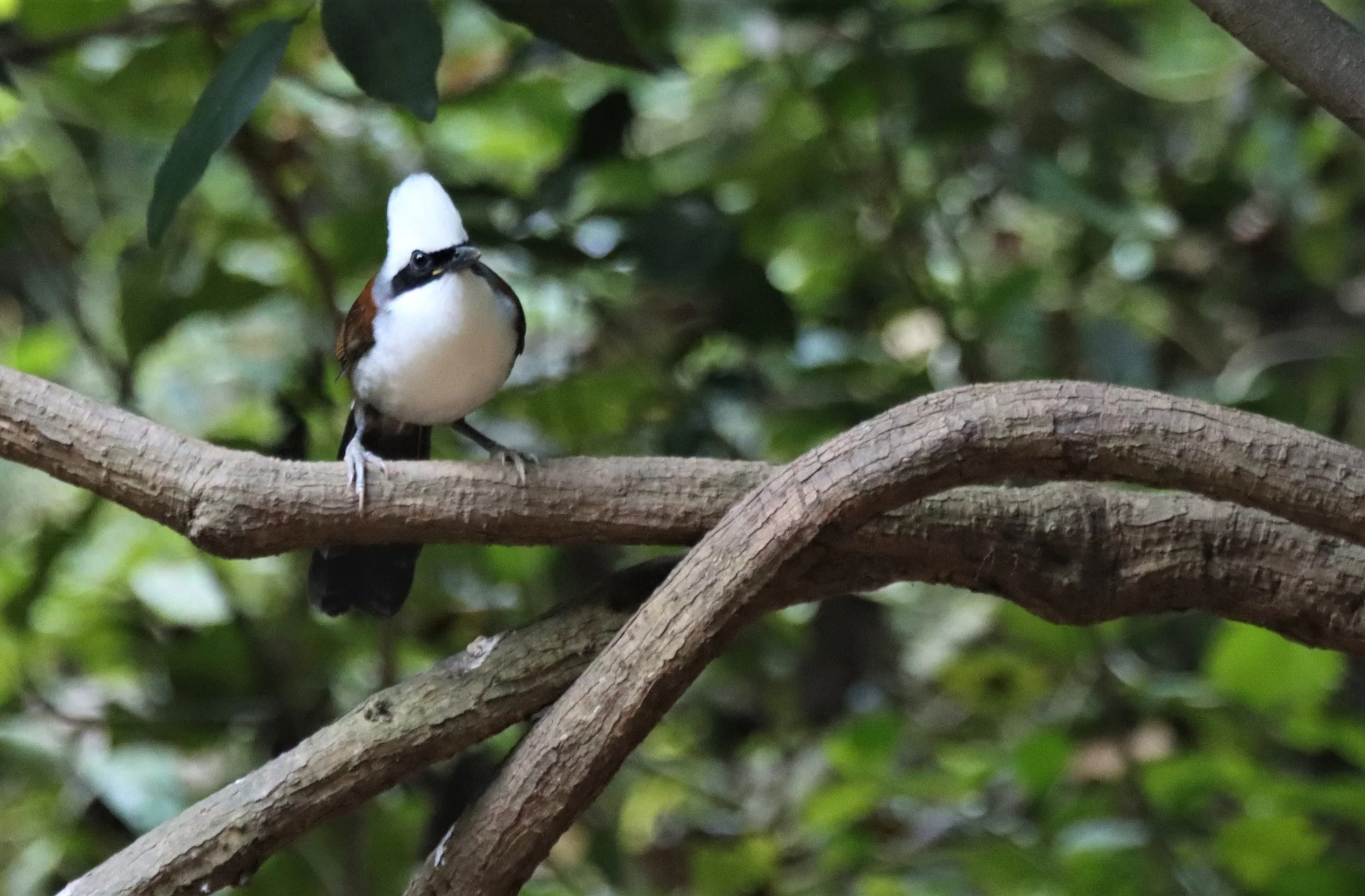 LAUGHINGTHRUSH - WHITE-CRESTED LAUGHINGTHRUSH - Garrulax leucolophus - KAENG KRACHAN THAILAND (3).jpg