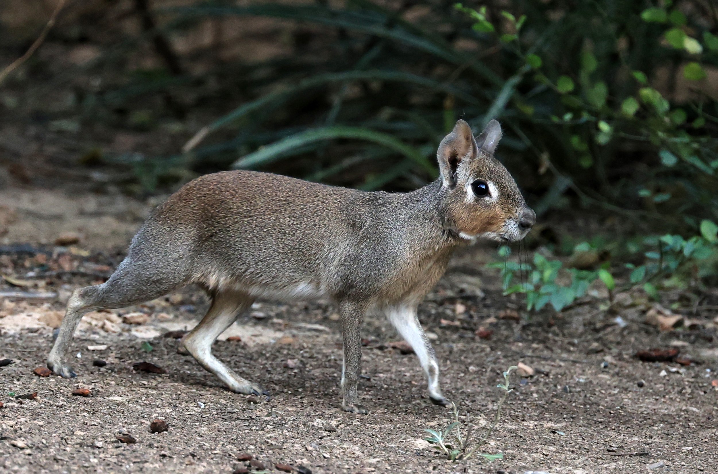 Chacoan Mara (Dolichotis salinicola) Hotel Campestre Iparoma Paraguay (22).jpg