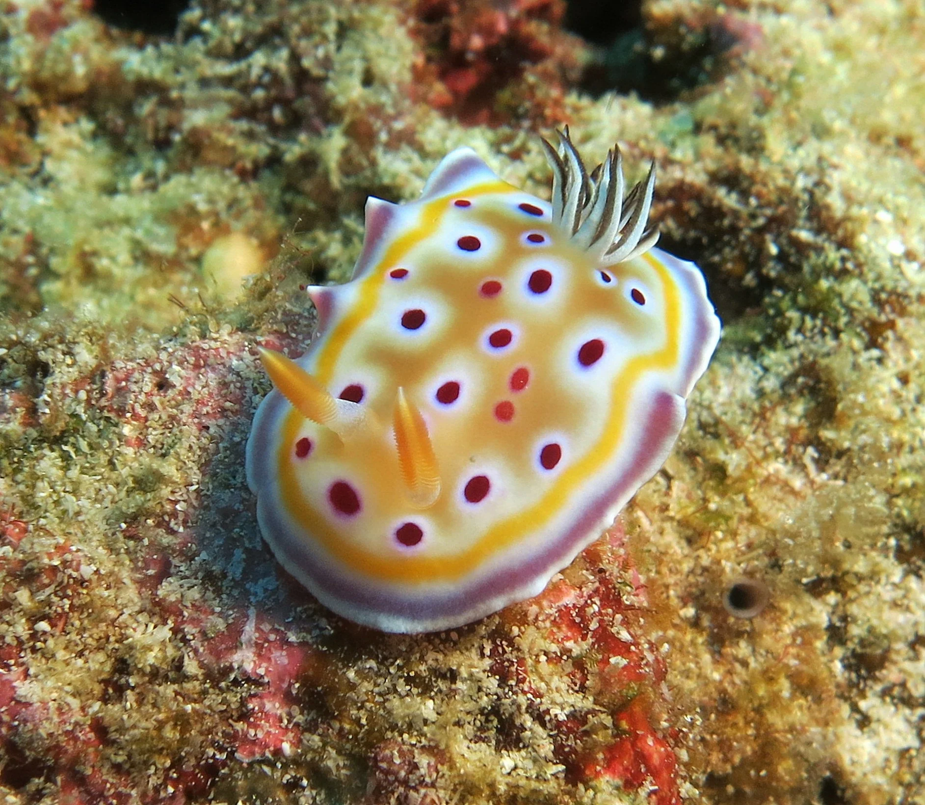 Nudibranch - Chromodoris leopardus - Similans, Thailand  (5).JPG
