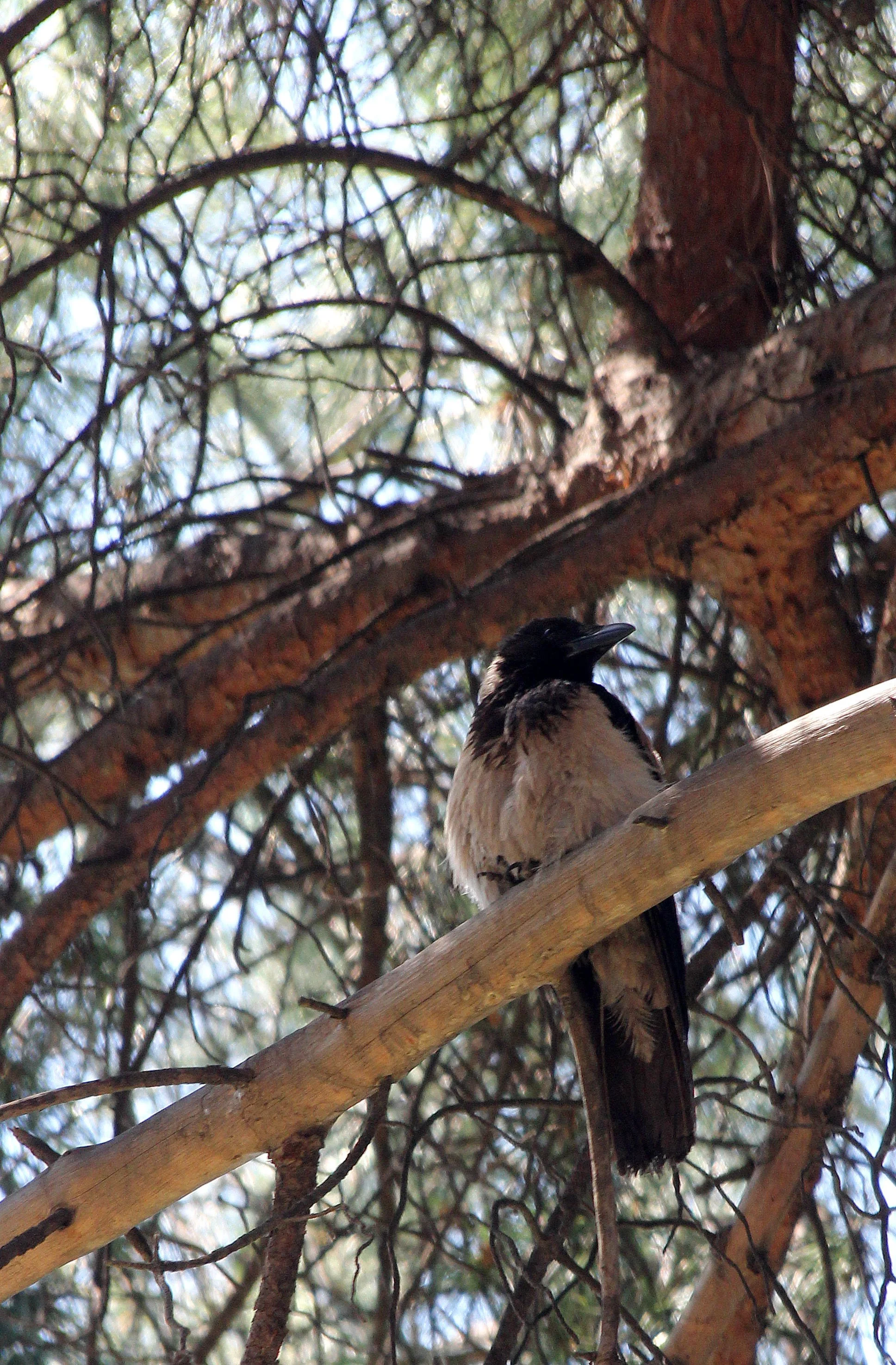 BIRD - CROW - HOODED CROW - ROME ITALY (2).JPG