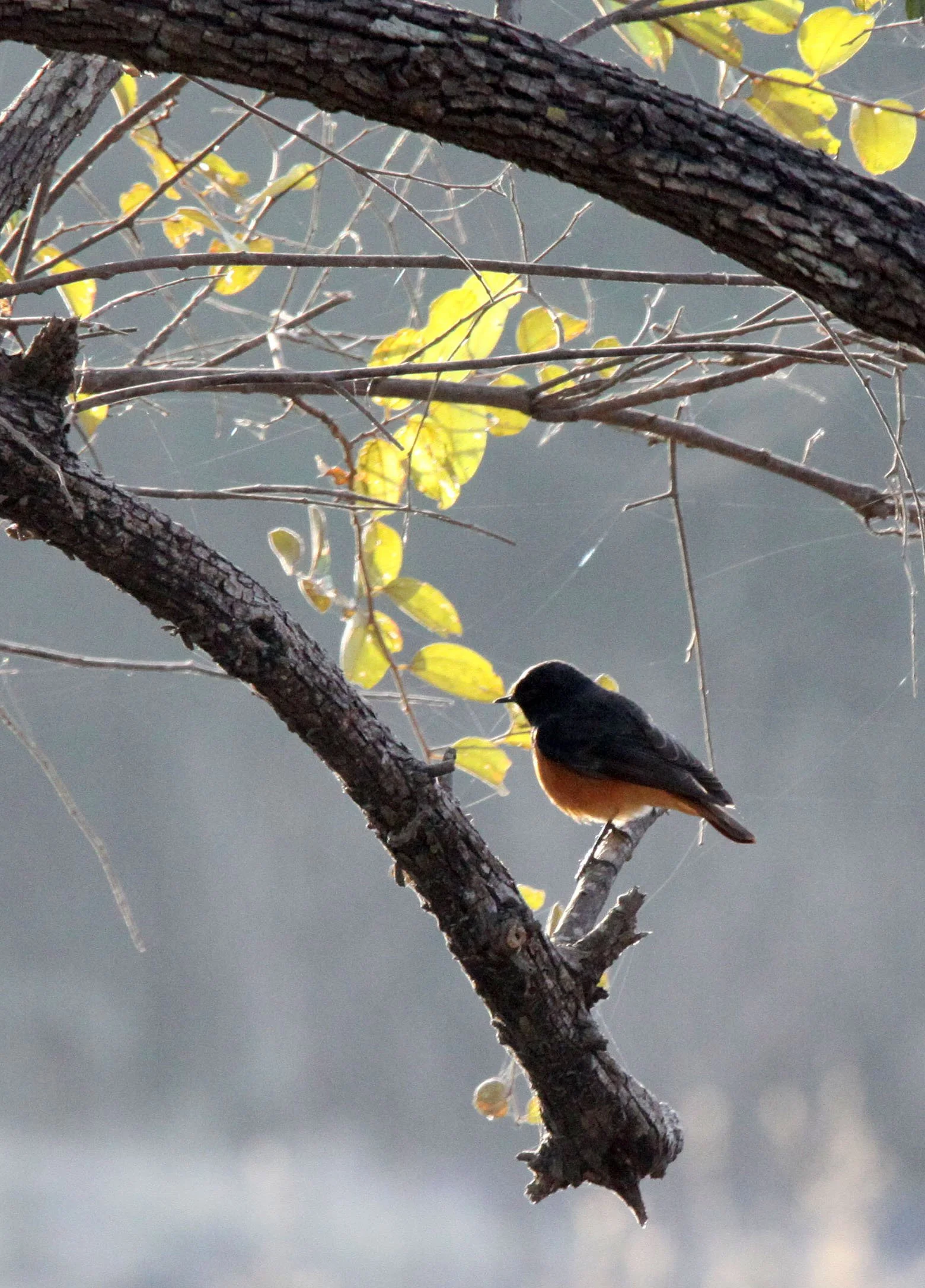 BIRD - REDSTART - BLACK REDSTART - GIR FOREST GUJARAT INDIA (6).JPG