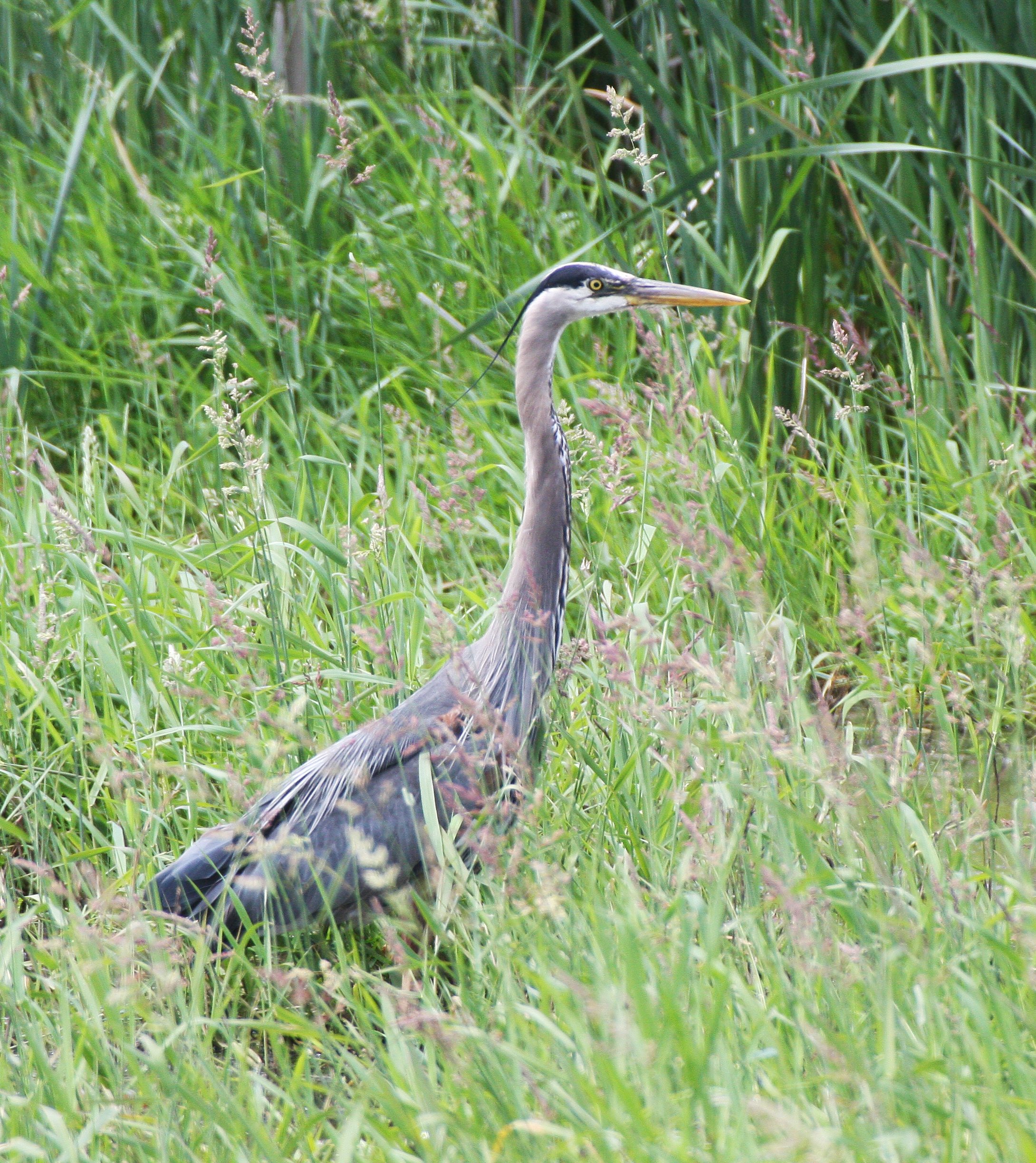 HERON - GREAT BLUE HERON- Ardea herodias - RIDGEFIELD NATIONAL WILDLIFE REFUGE WASHINGTON (6).JPG