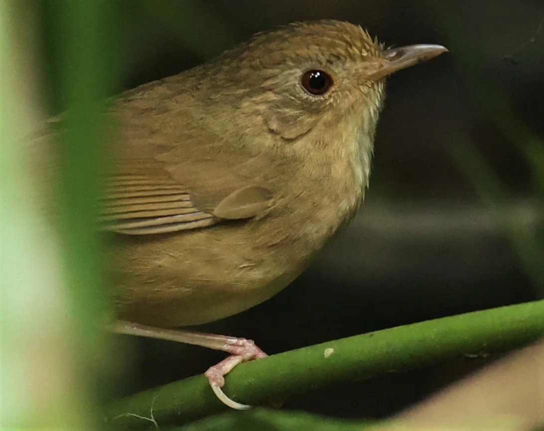 BABBLER - BUFF-BREASTED BABBLER - Pellorneum tickelli - DOI INTHANON NP CHIANG MAI, DEC 2021 (11).JPG