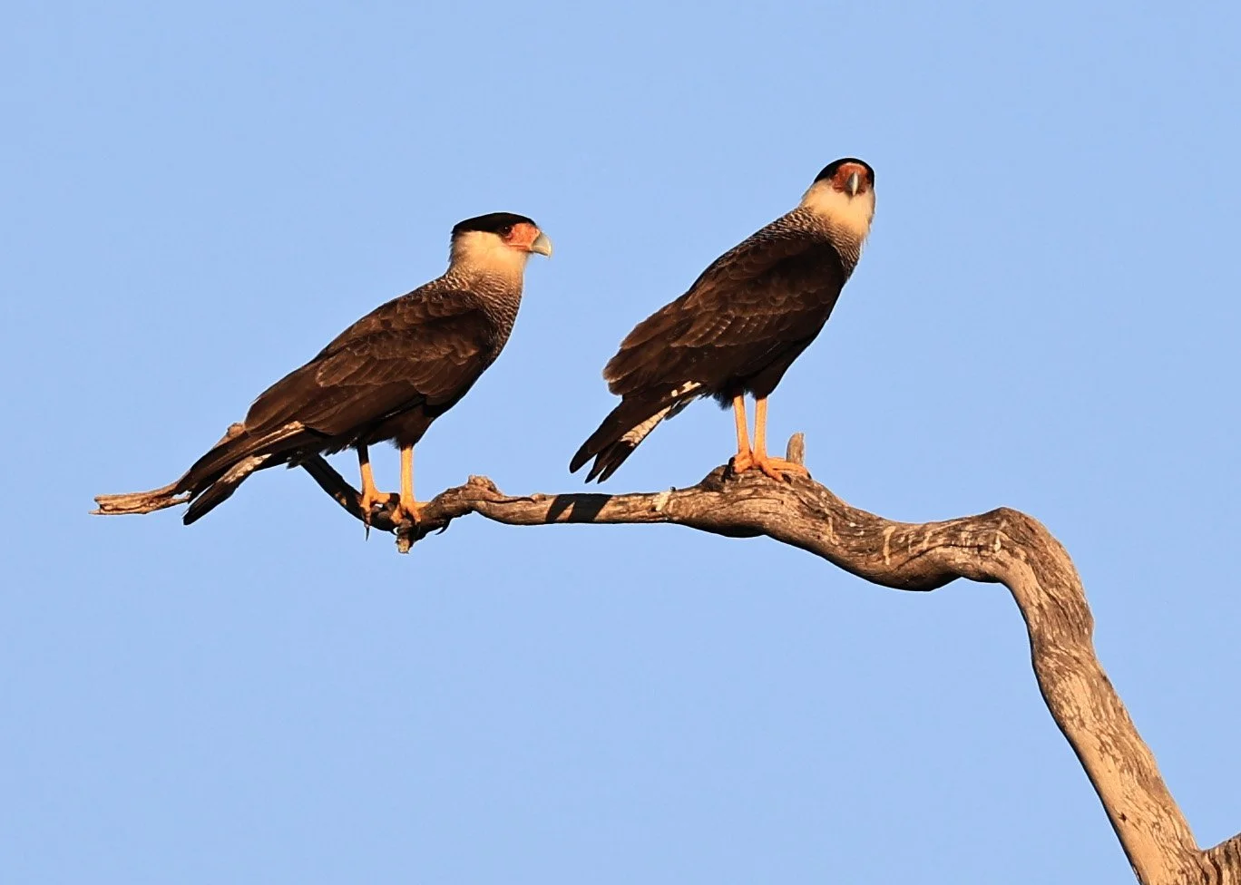 Crested Caracara (Caracara plancus) Agua Dulce Paraguay  (5).jpg