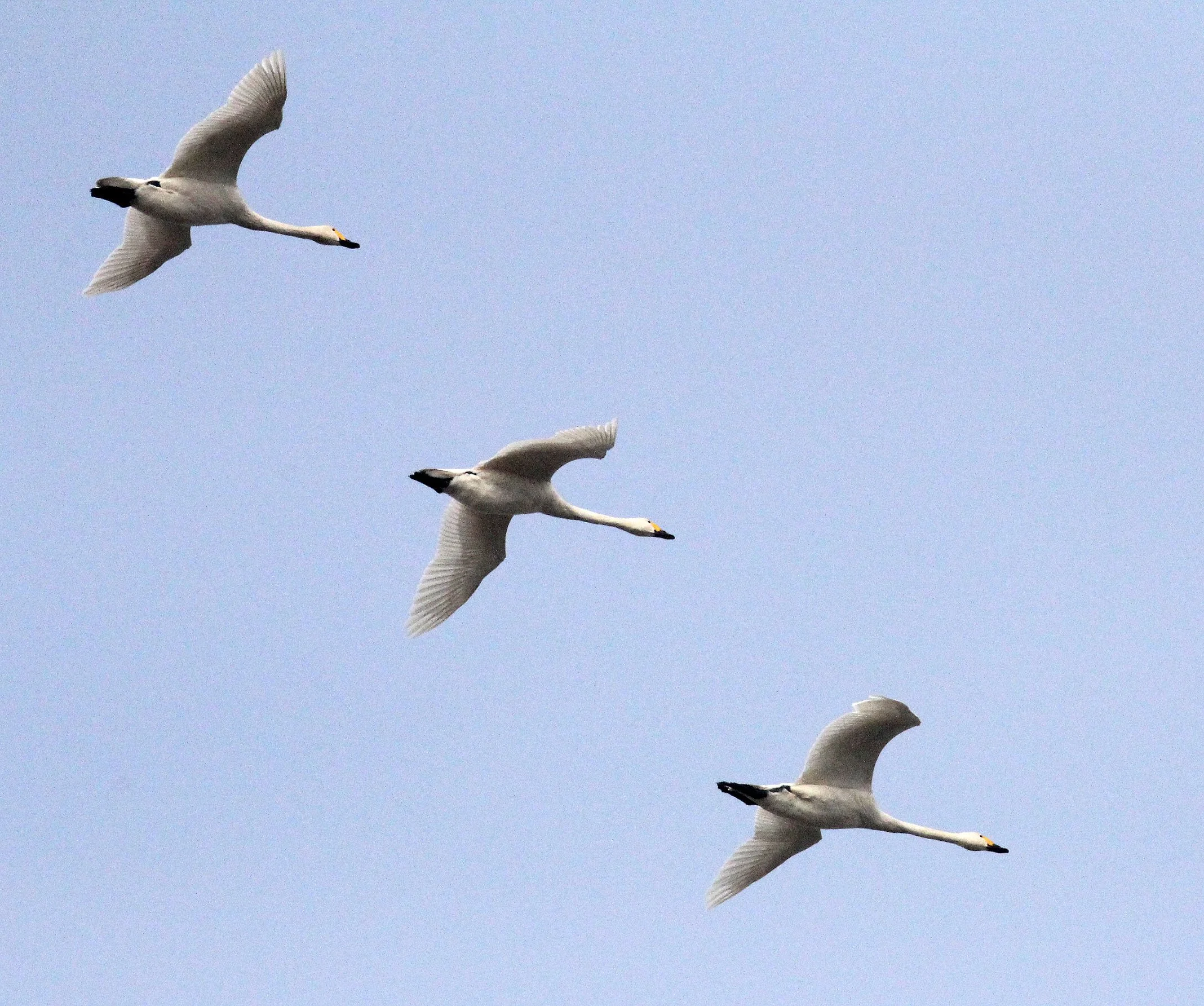 SWAN - TUNDRA SWAN - Cygnus columbianus - POYANG LAKE JIANGXI PROVINCE CHINA (28).JPG
