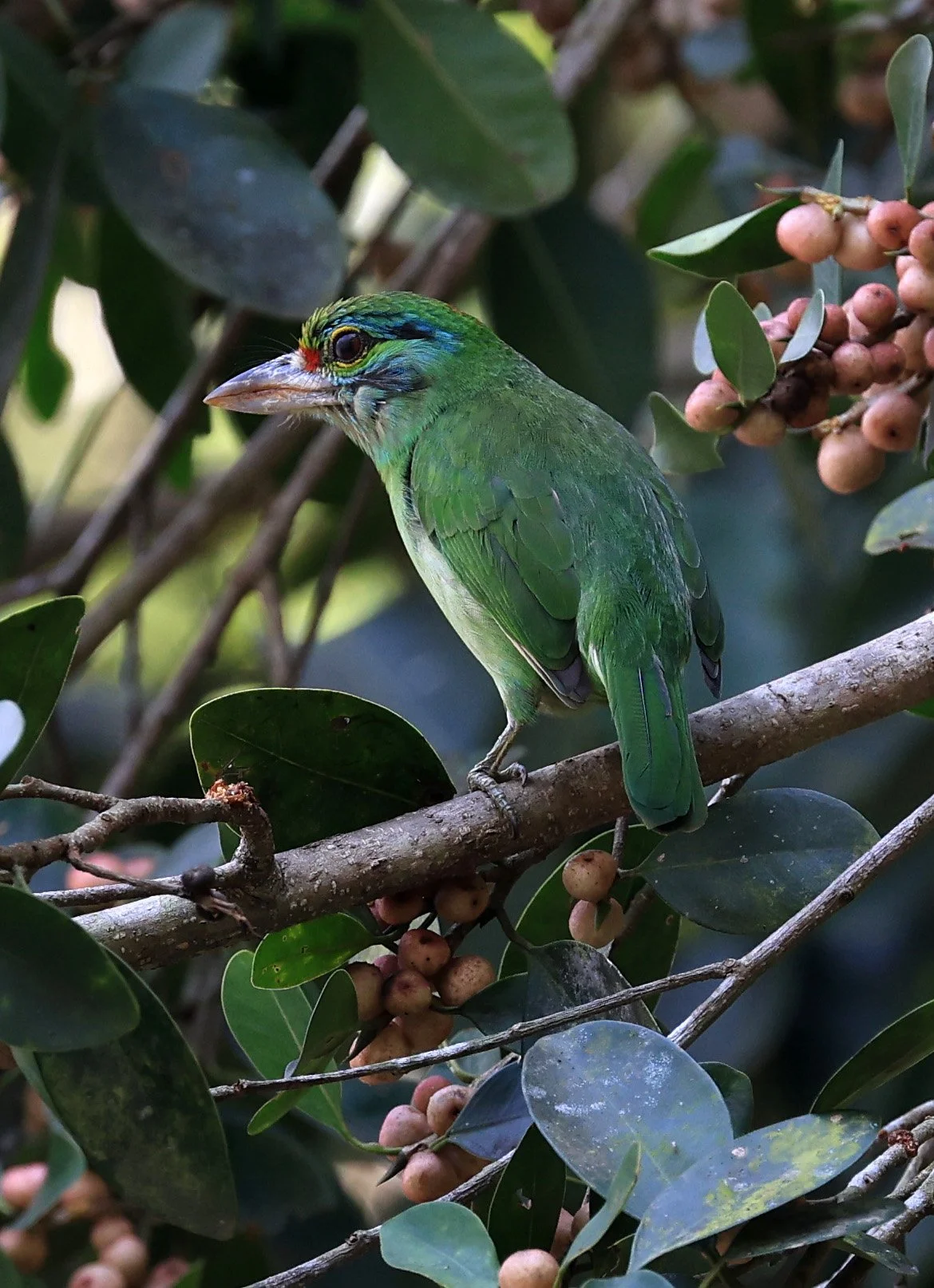 Moustached Barbet (Psilopogon incognitus) Khao Yai National Park Feb 2026 Day 2 (28).jpg