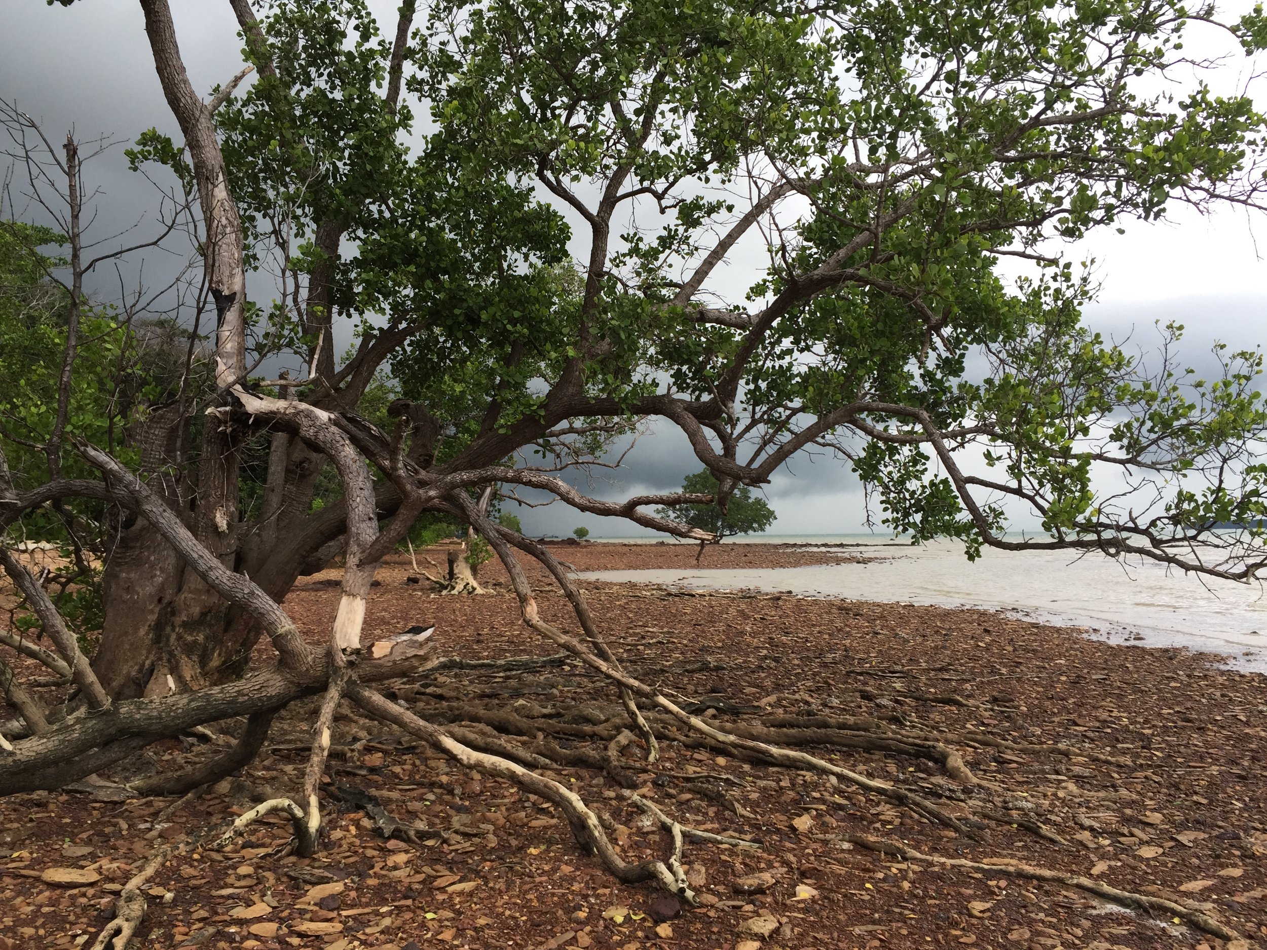 2015 Koh Lanta Garden & Nature (209).JPG