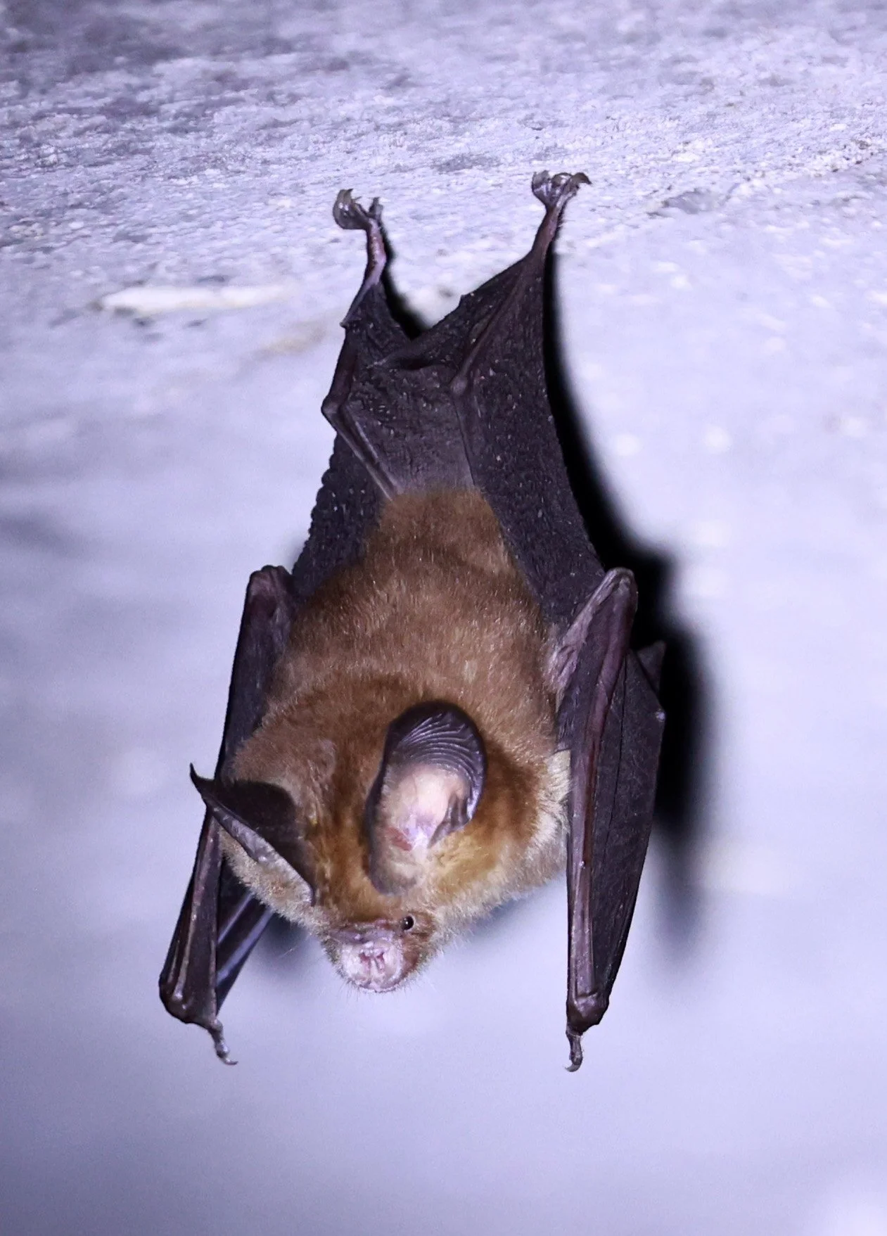 Hipposideros gentilis 