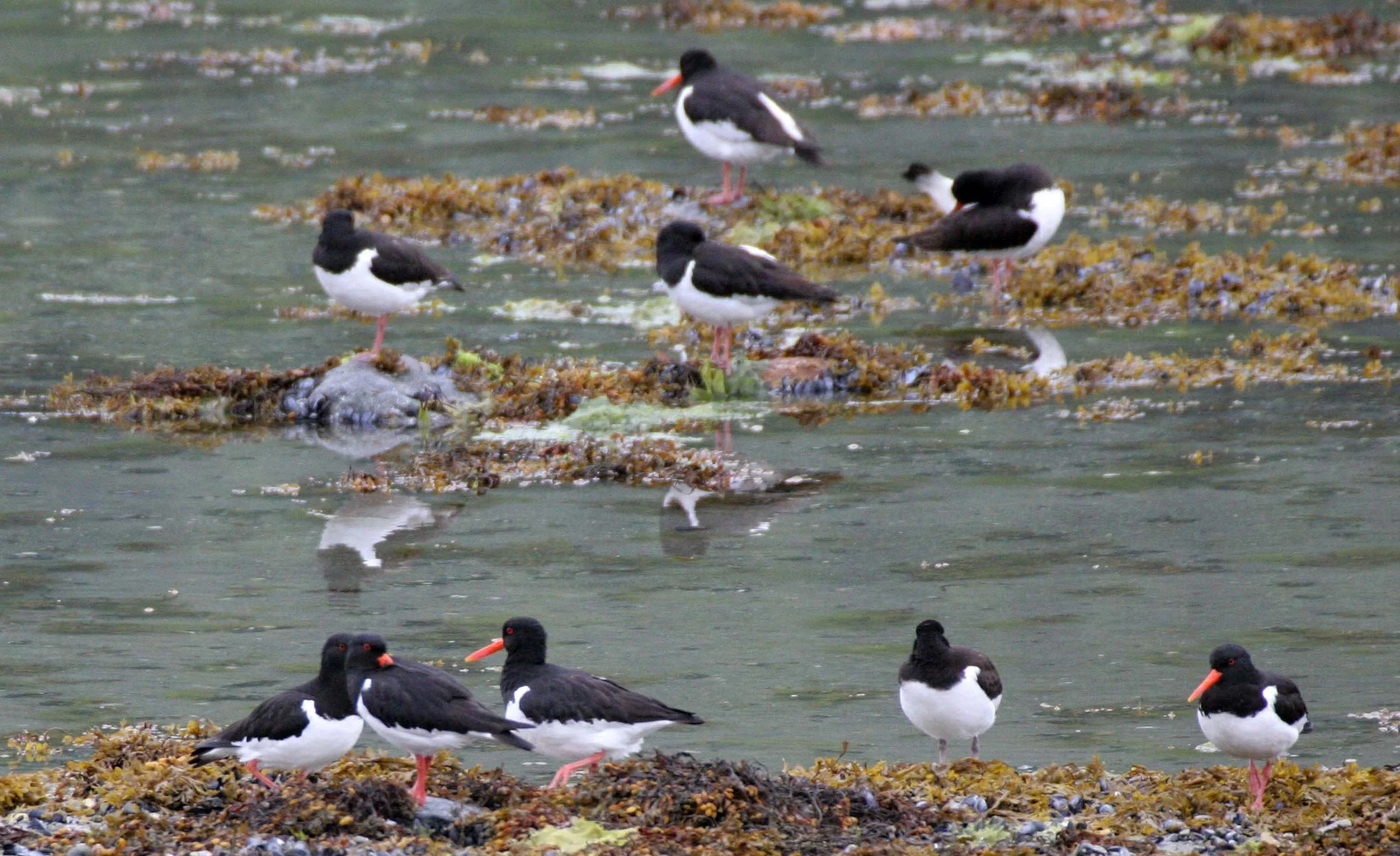 Eurasian Oystercatcher
