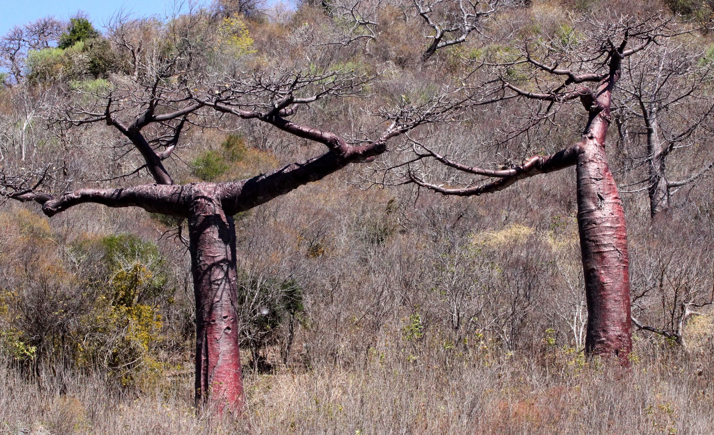 PLANT - BAOBAB - ADANSONIA SUAREZENSIS - MADAGASCAR BAOBAB AND OTHER SPECIES - DIEGO SUAREZ MADAGASCAR (8).JPG