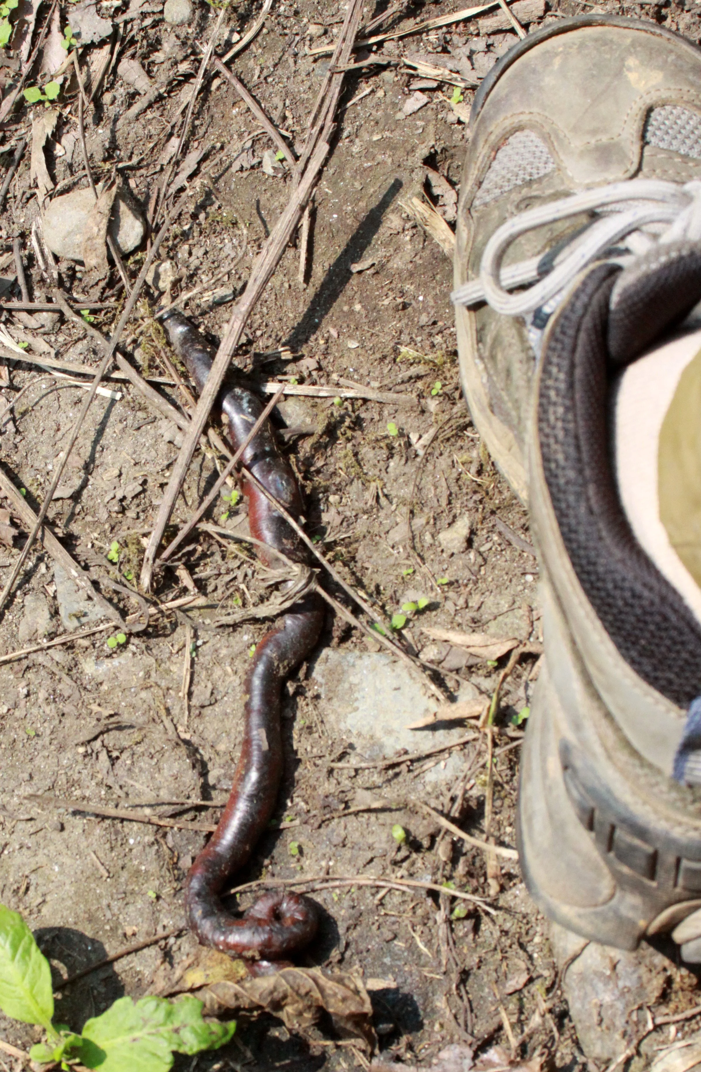RWENZORI NATIONAL PARK UGANDA (304).JPG