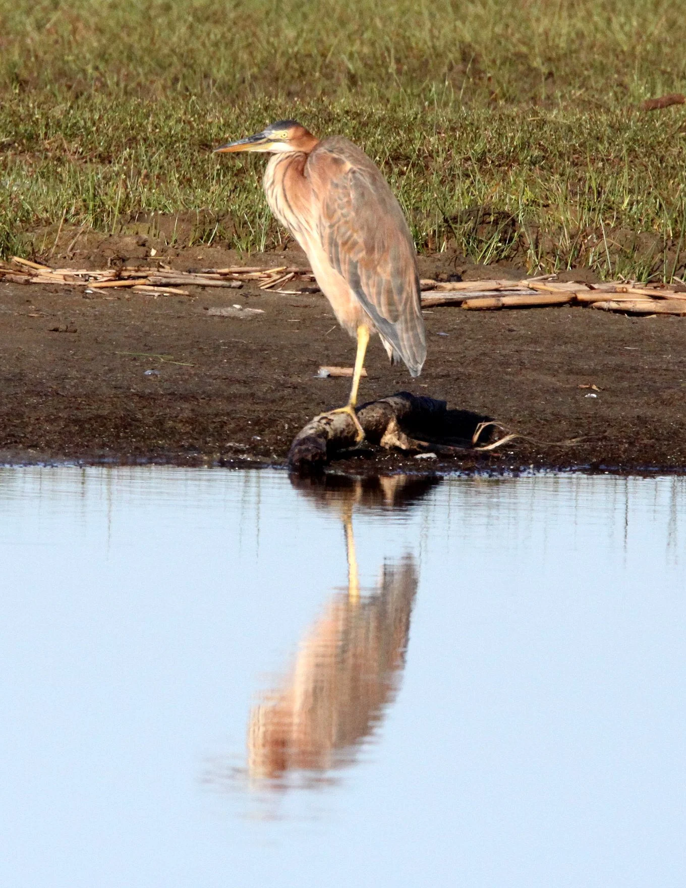 HERON - PURPLE HERON - Ardea purpurea - SAINT LUCIA NATURE RESERVES SOUTH AFRICA (22).JPG