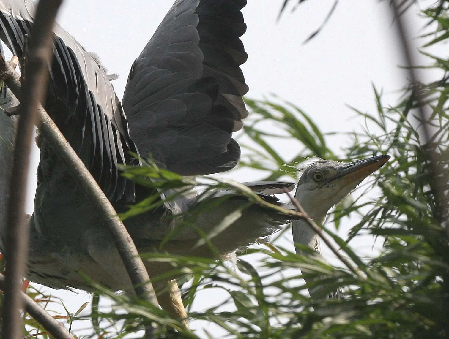 HERON - GREY HERON -  Ardea cinerea - ROOKERY IN SELENGA DELTA - LAKE BAIKAL RUSSIA (66).jpg