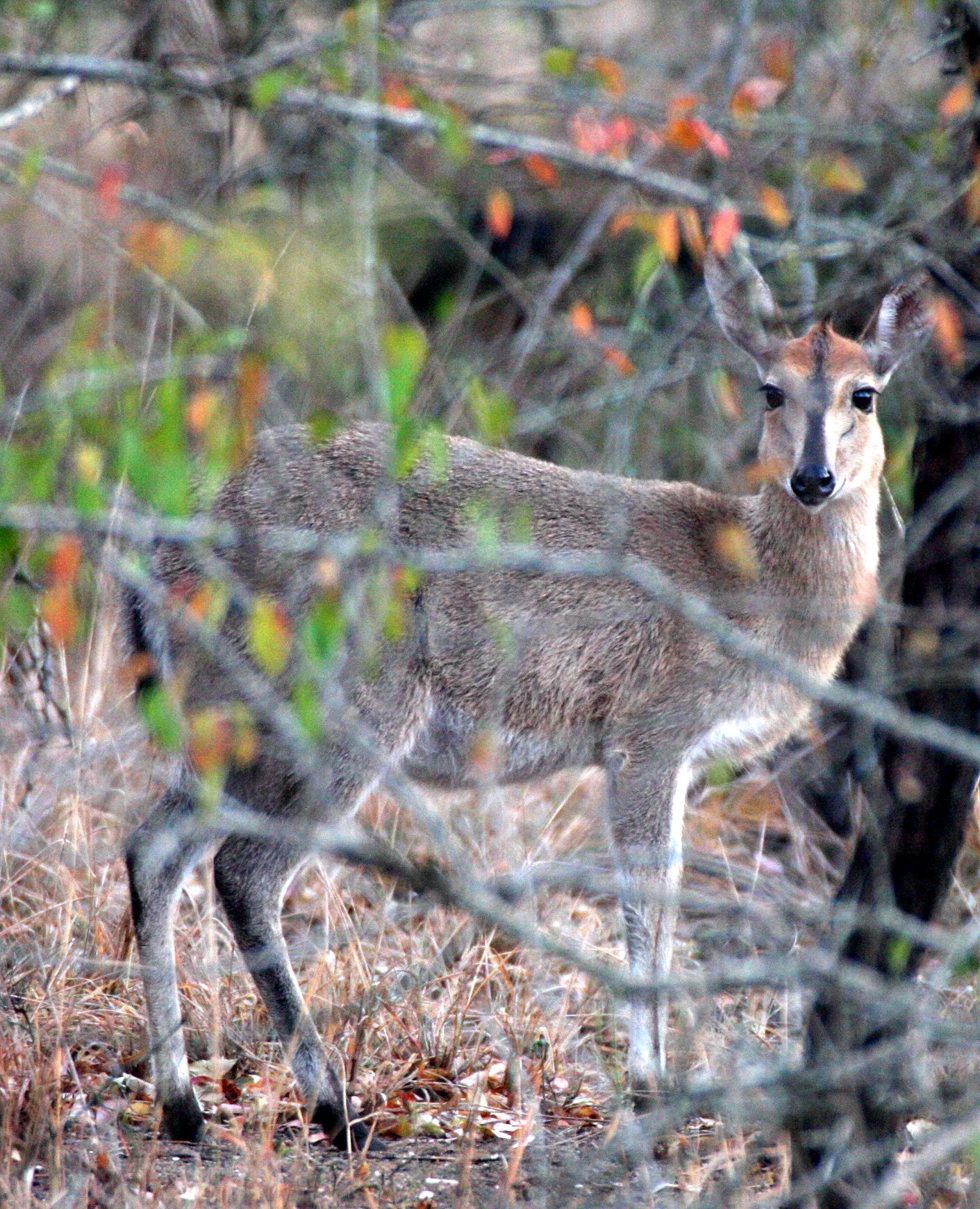 DUIKER - SOUTHERN BUSH DUIKER - Sylvicapra grimmia grimmia - IMFOLOZI NATIONAL PARK SOUTH AFRICA (4).JPG