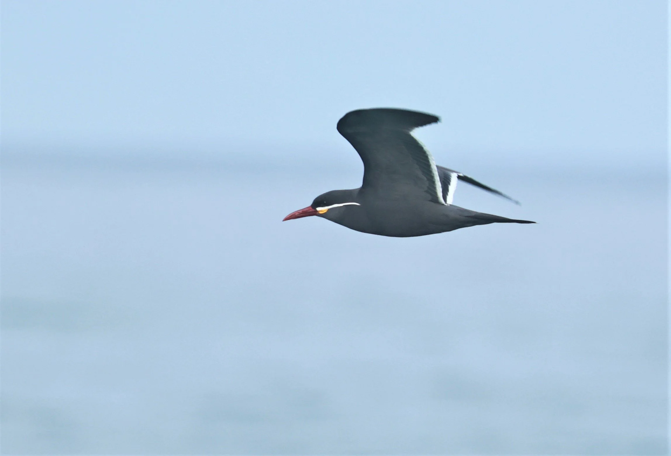 Tern - Inca Tern - Larosterna inca - Arica Chile Coastline (9).jpg