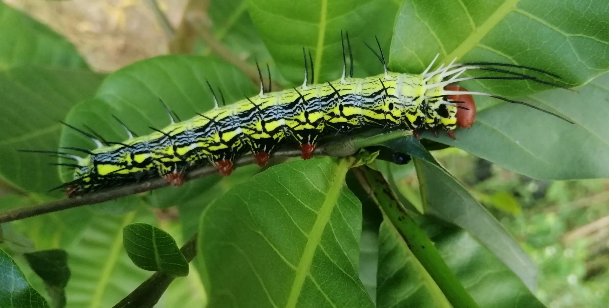 Large Dragon-tailed Caterpillar (Dudusa synopla)