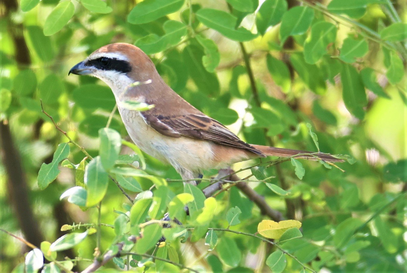 Brown Shrike (Lanius cristatus)