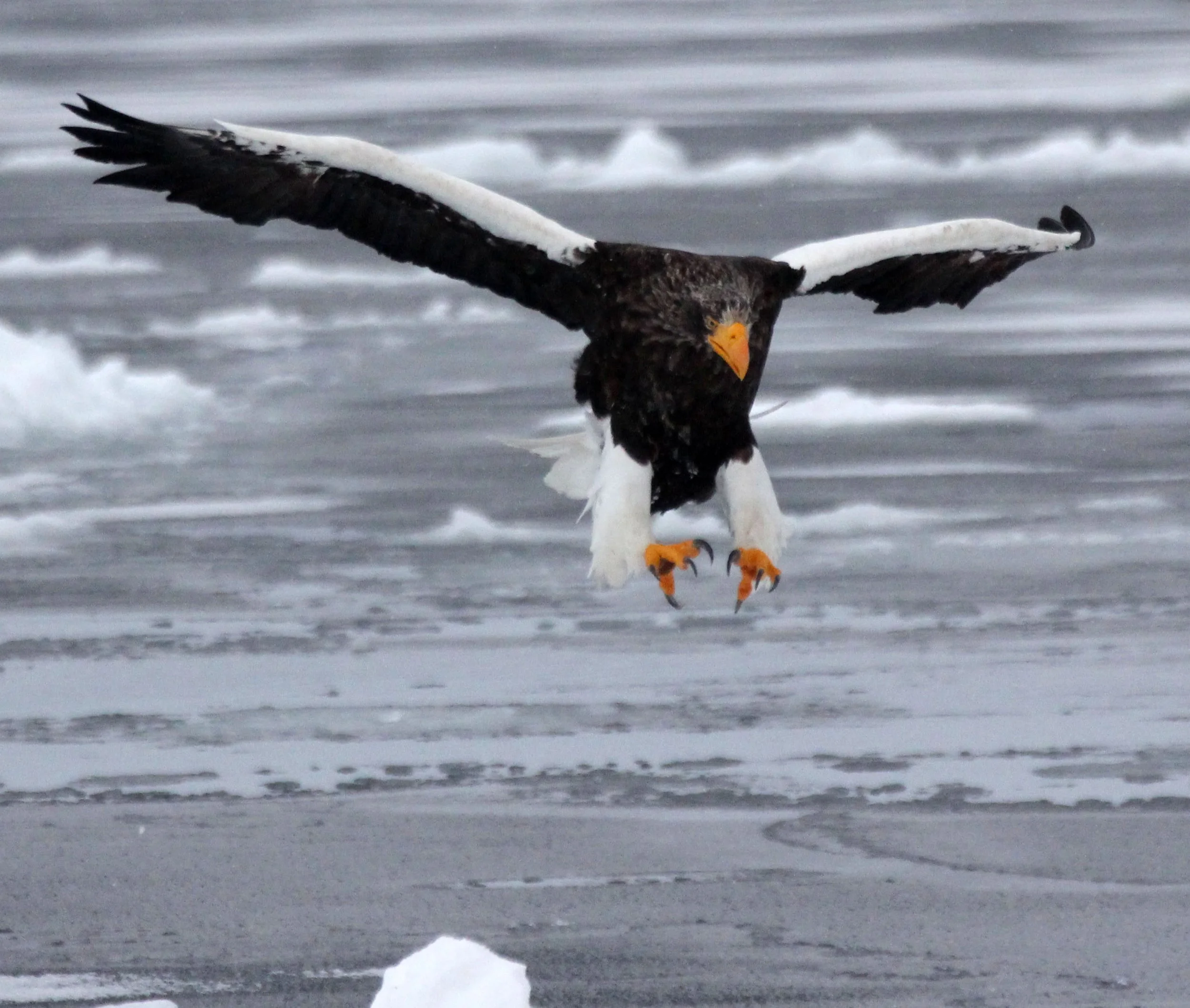 BIRD - EAGLE - STELLER'S SEA EAGLE - RAUSU, SHIRETOKO PENINSULA, HOKKAIDO JAPAN (251).JPG