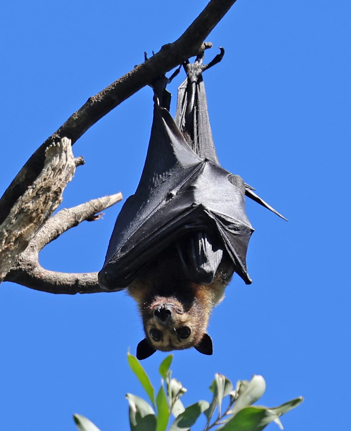 Spectacled Flying-fox (Pteropus conspicillatus) Yungaburra Peterson Creek - Queensland 