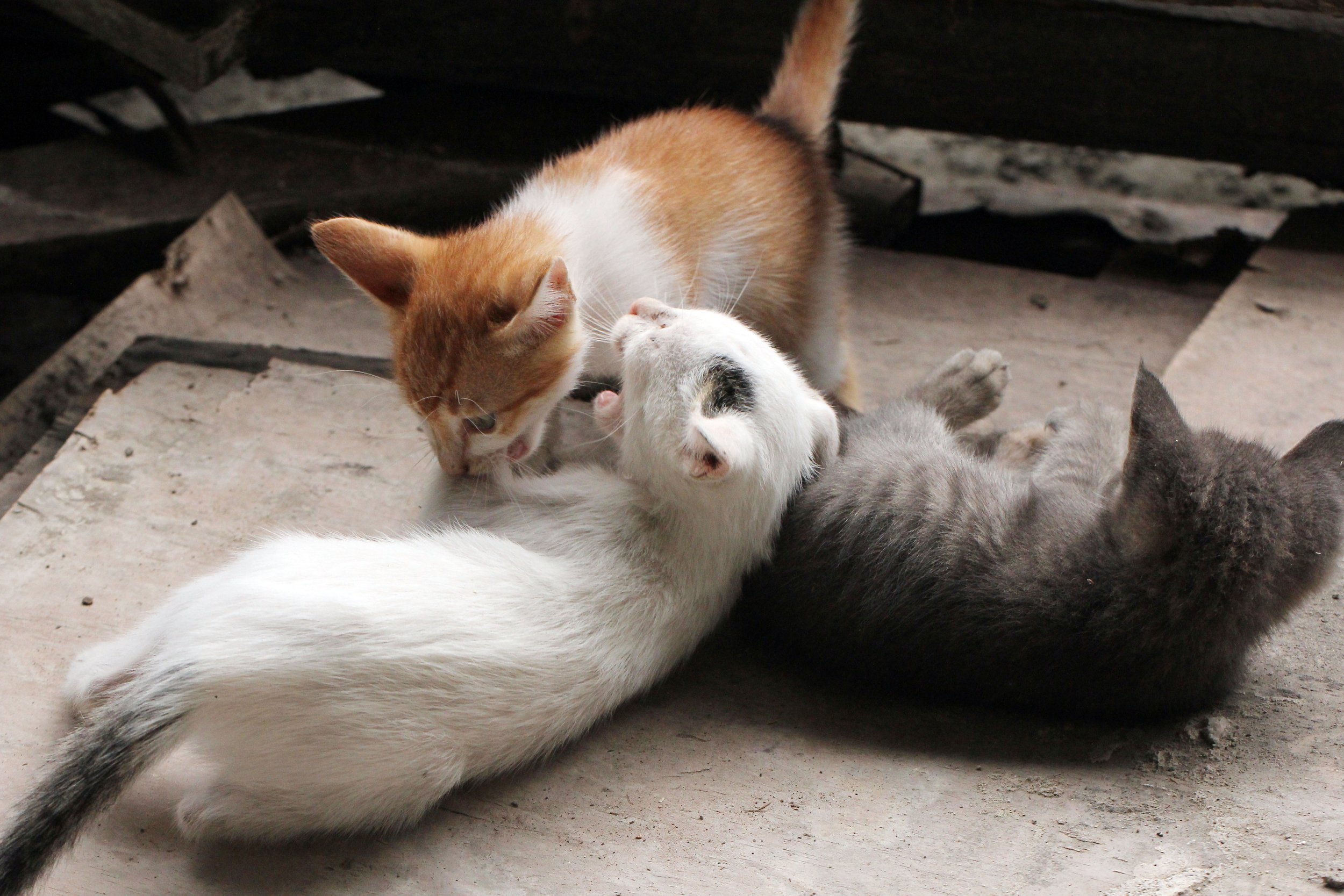 2015 Koh Lanta October Break Trip  (275).JPG