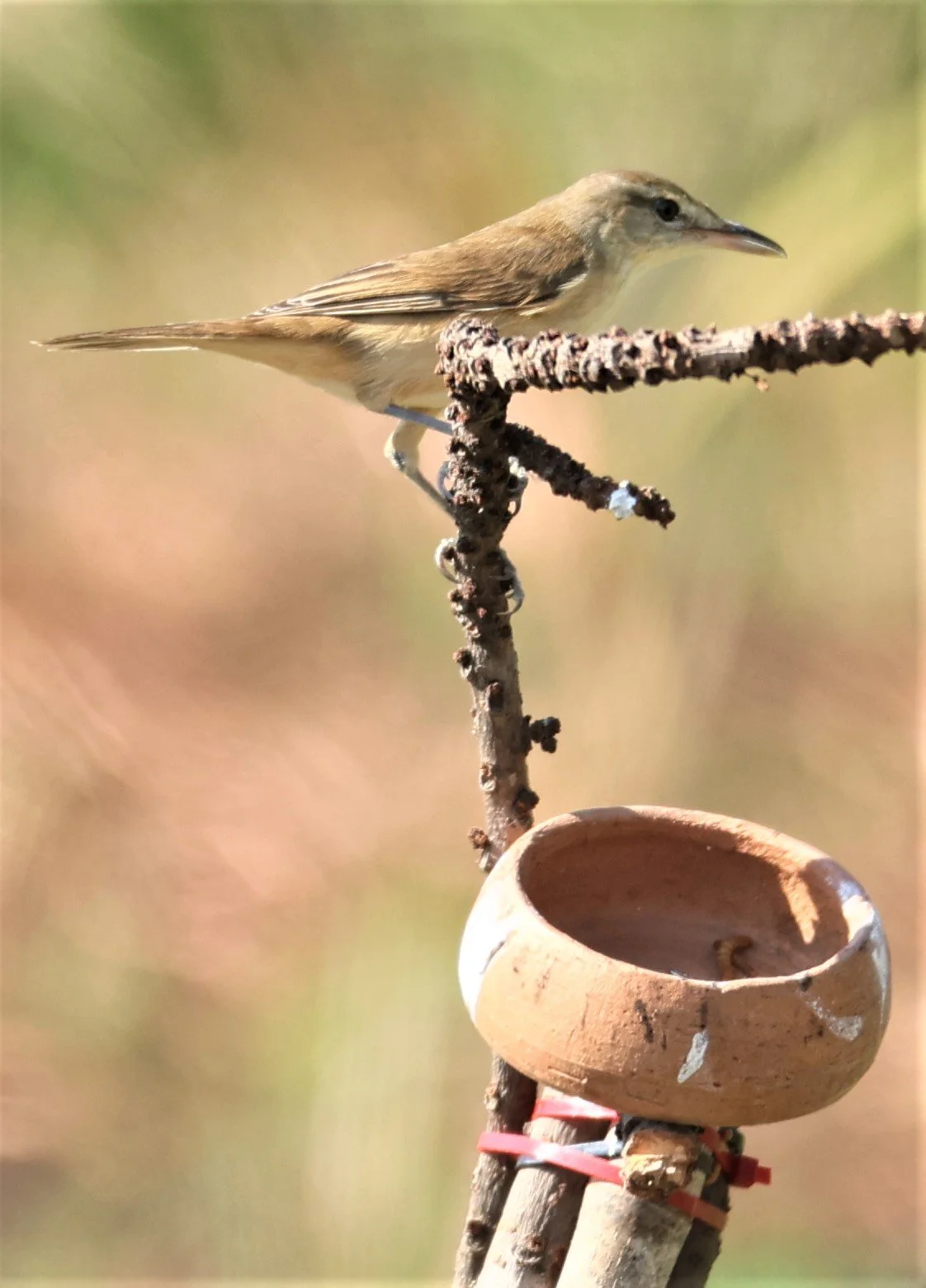 WARBLER - ORIENTAL REED WARBLER - Acrocephalus orientalis - PATHUM THANI RICE RESEARCH CENTER 11 DEC 2021 (21).jpg