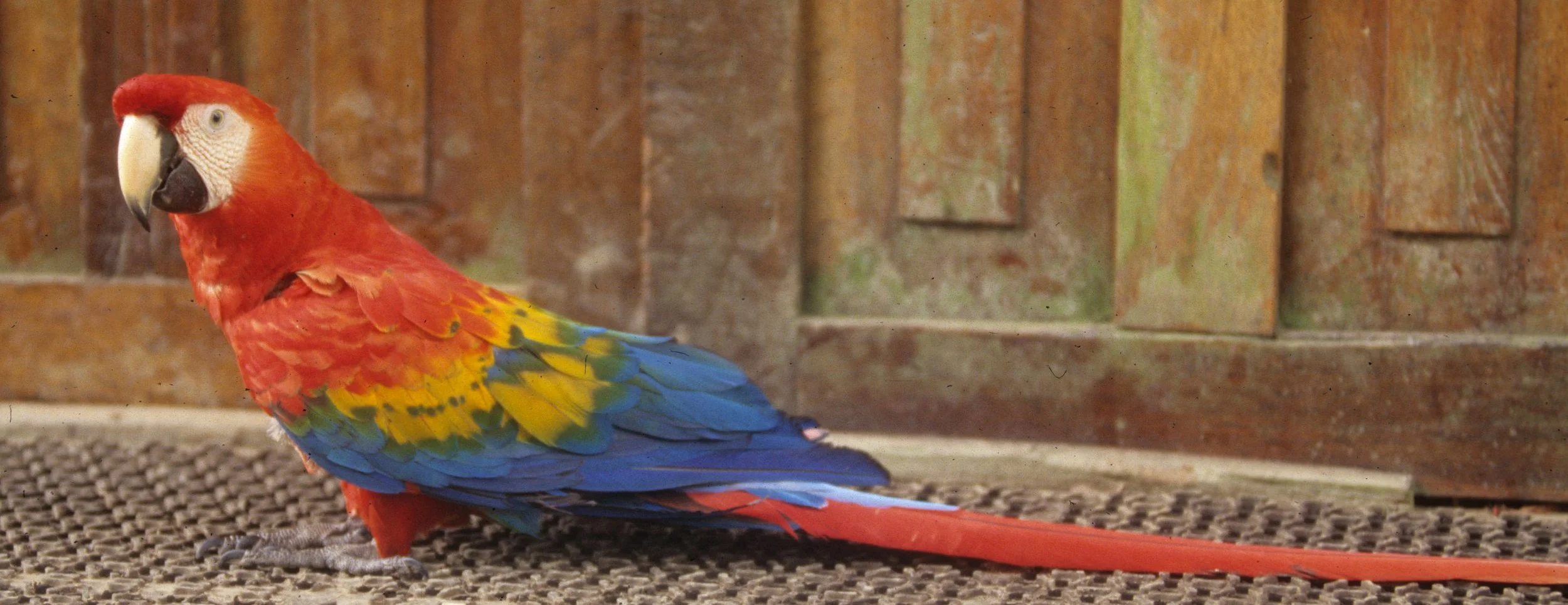 BIRD - MACAW - SCARLET - MANU LODGE PET C.jpg