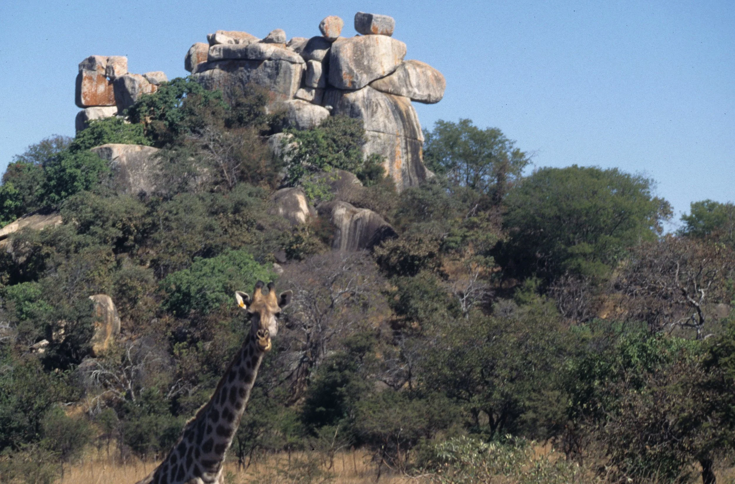 GIRAFFE-SOUTHERN - ZIMBABWE.jpg